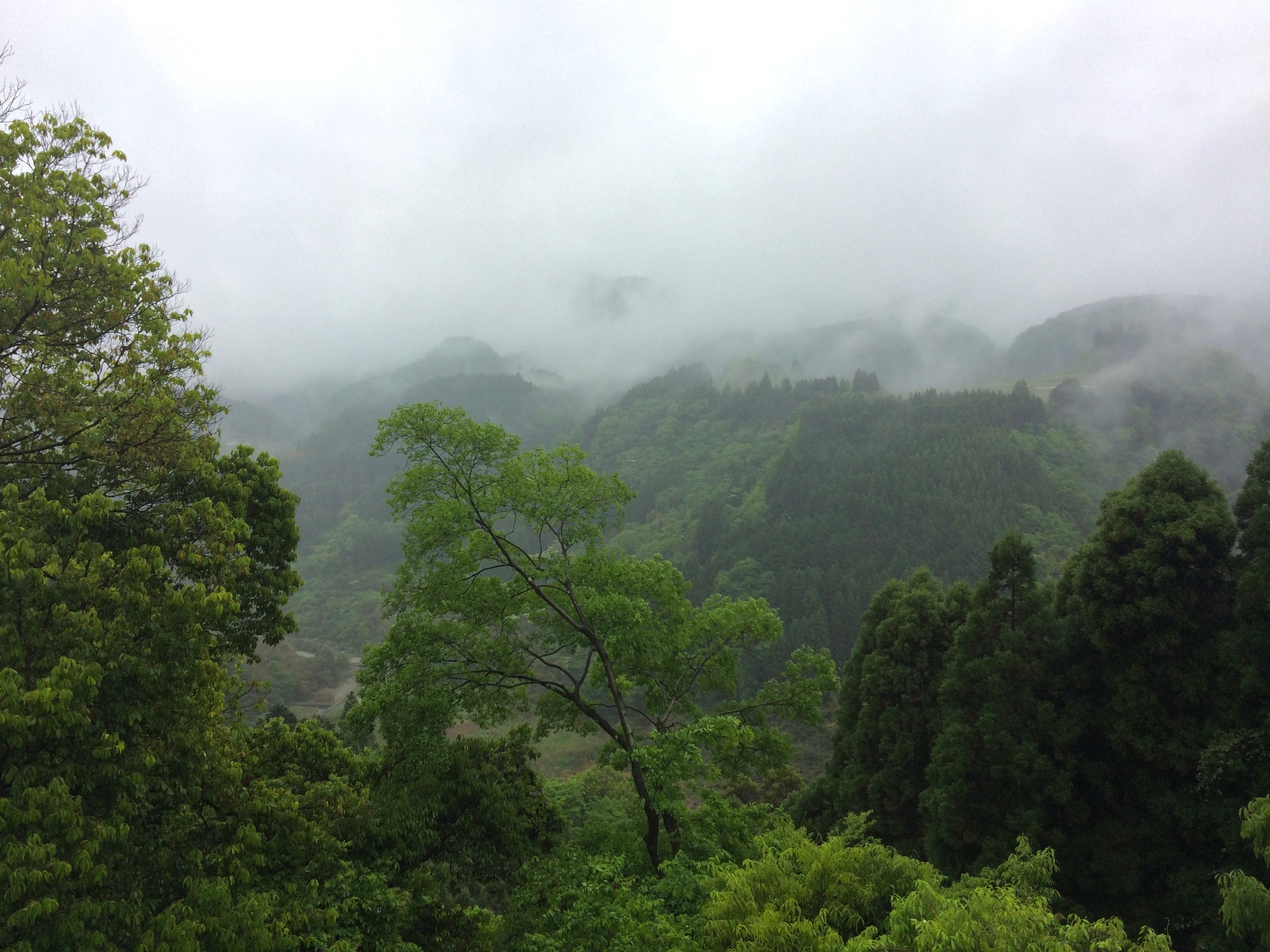 Hills in the rain in Imaichi, Ōita. Photo: Peter Orosz
