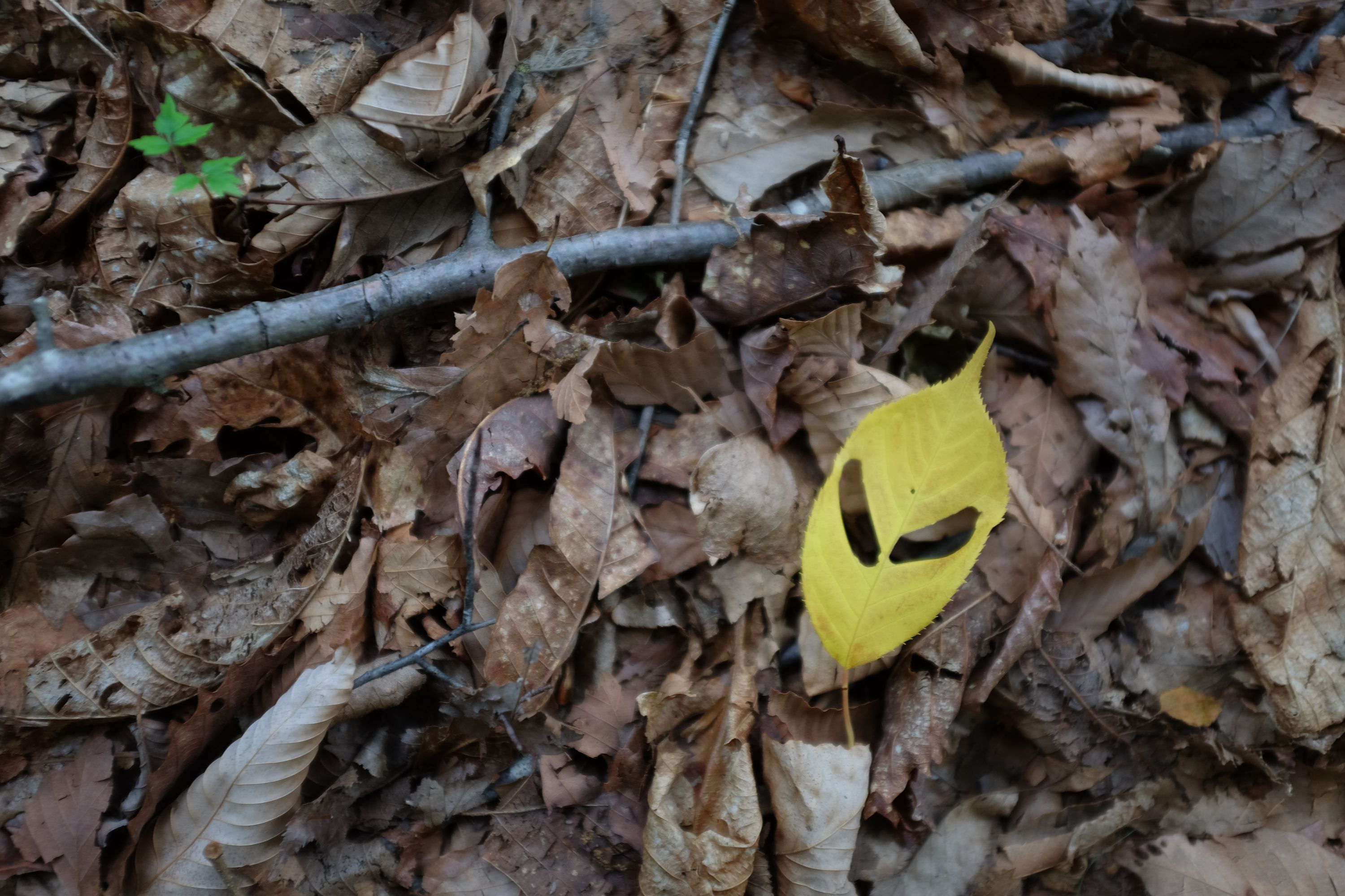 A yellow leaf with a pair of holes which make it look like a mask lies on a carpet of brown leaves.