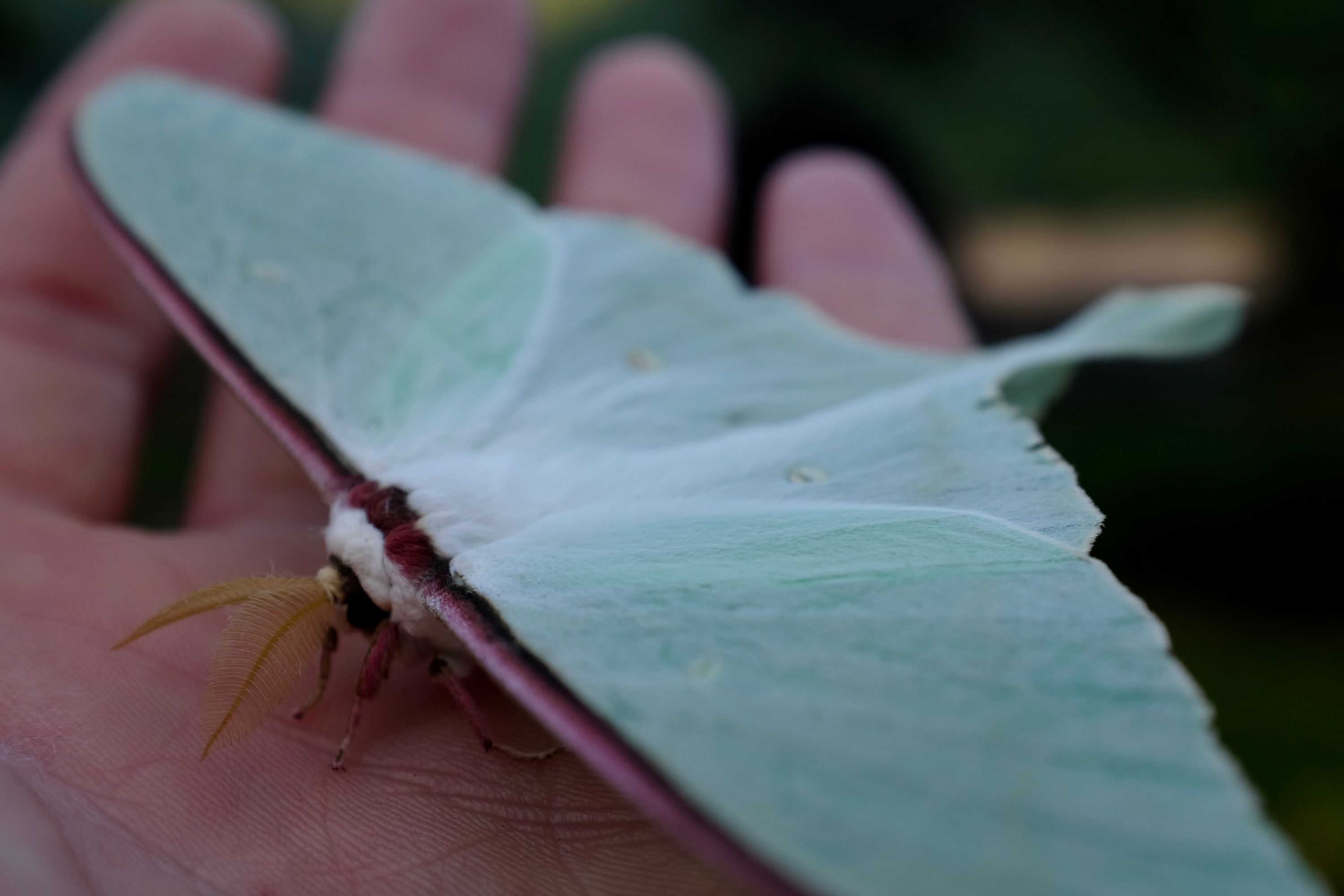 A Japanese moon moth rests on the author’s palm.