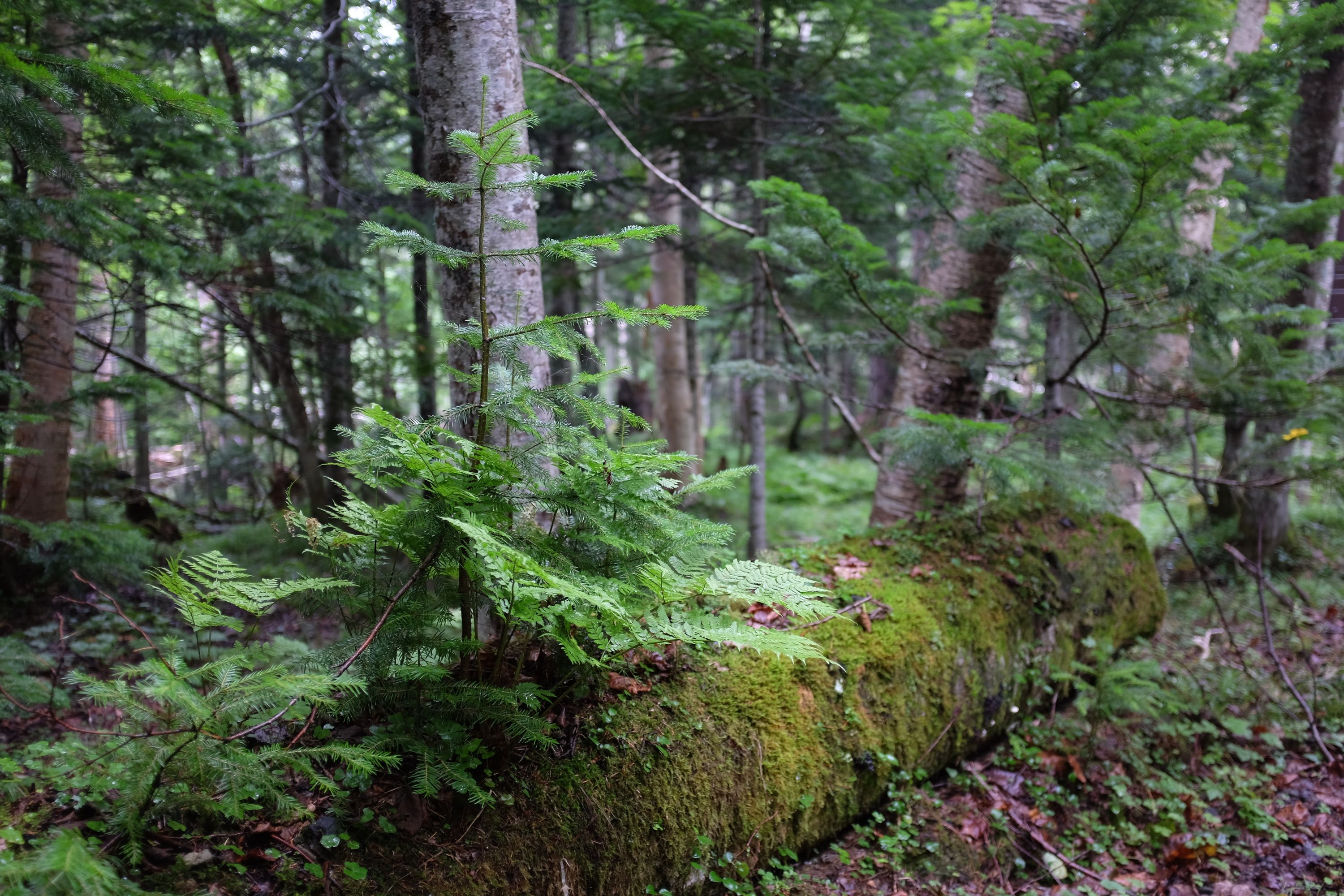 A moss-covered, fallen trunk in a forest.