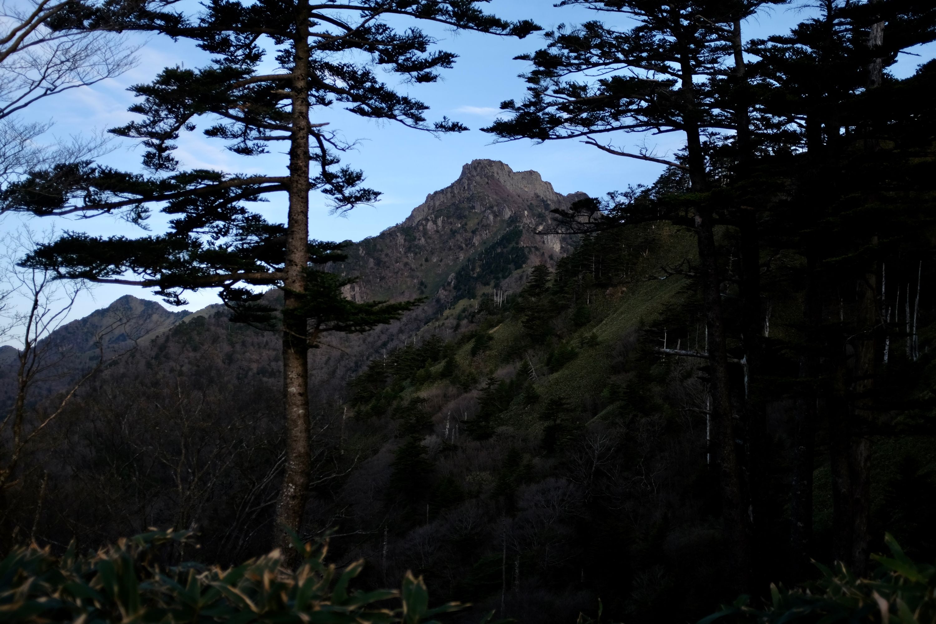 Pine trees with the summit of Mount Ishizuchi in the distance.