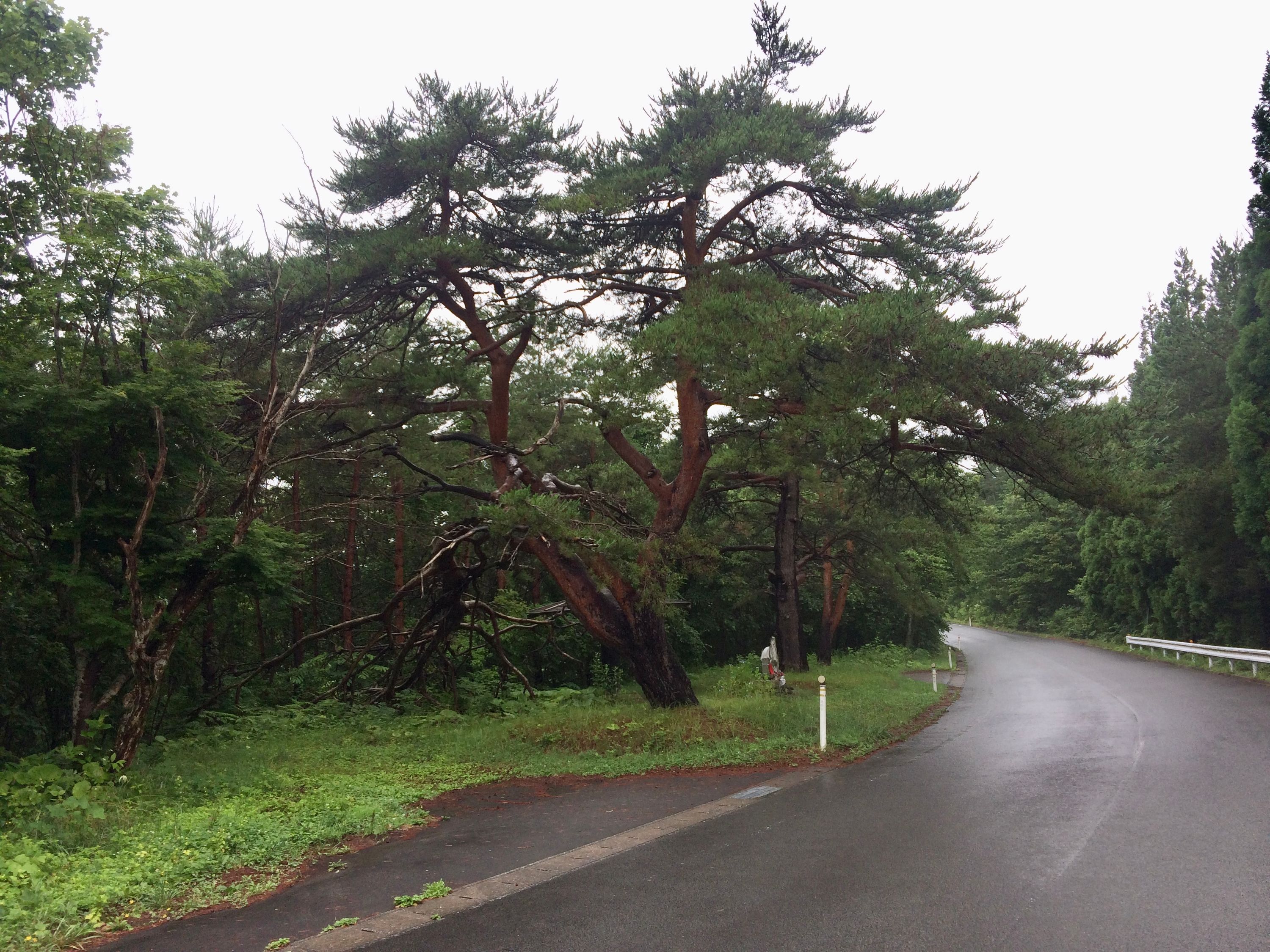 A large, gnarly cedar stands by the road.