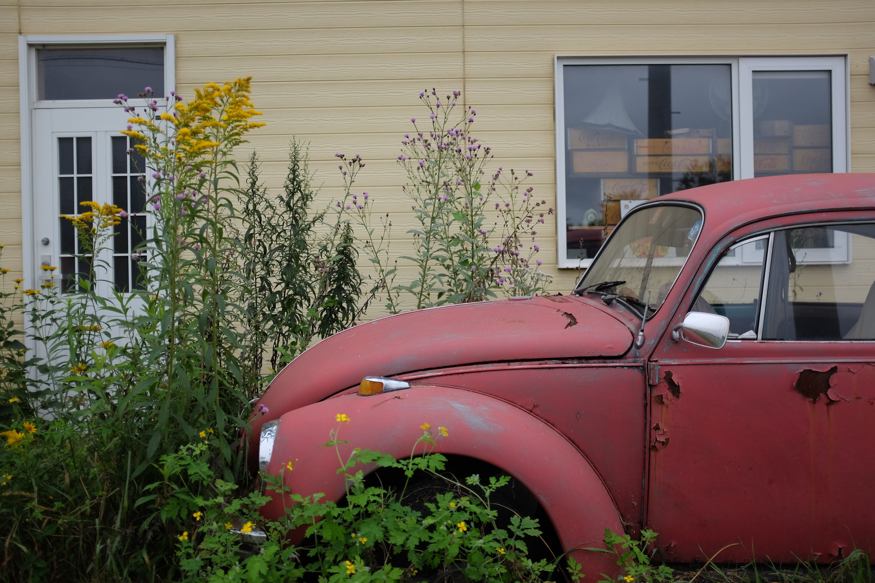 A rusty, faded red Volkswagen Beetle in the tall grass by a house.