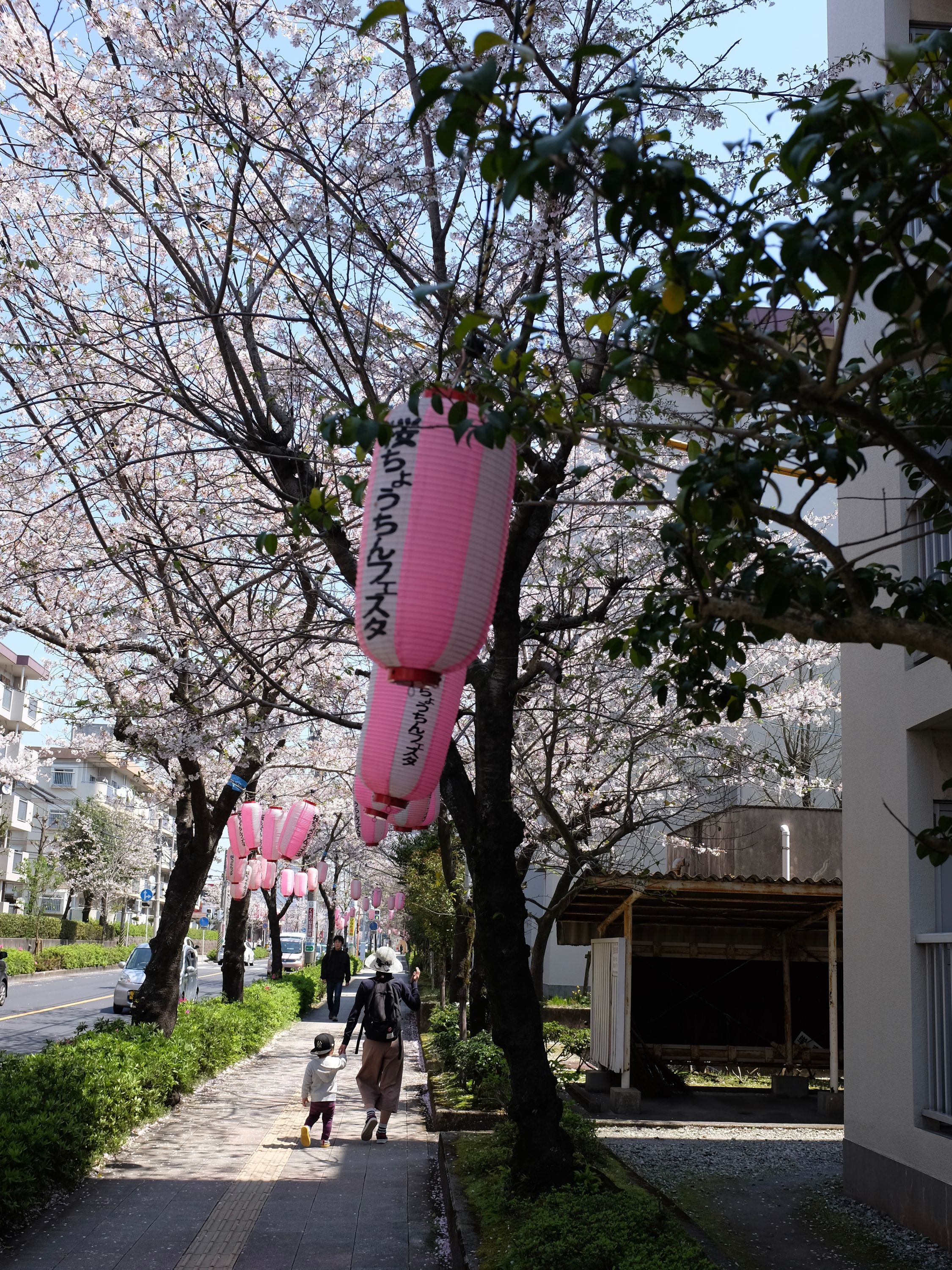 A woman holds the hand of a child on a street lined with blooming cherry trees.