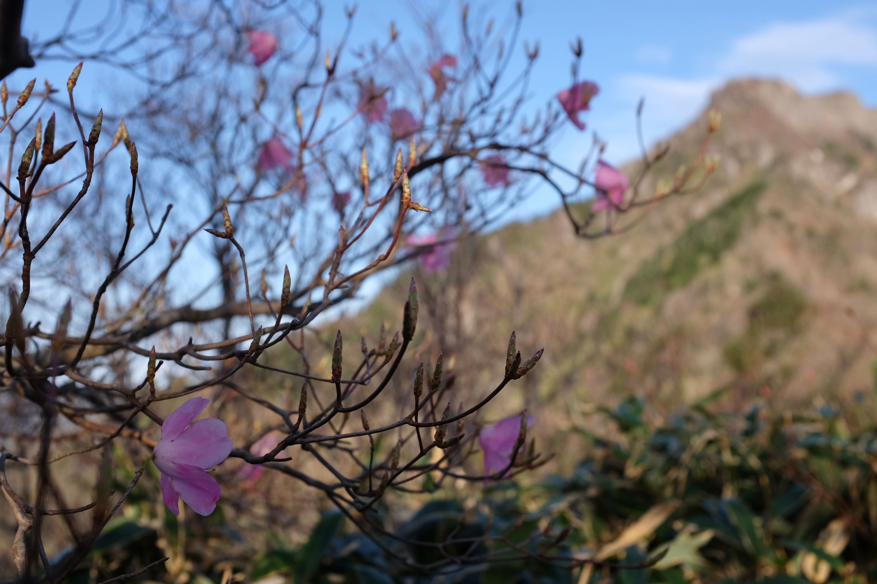 Closeup of pink akebono azalea flowers with the summit of Mount Ishizuchi blurry in the distance.