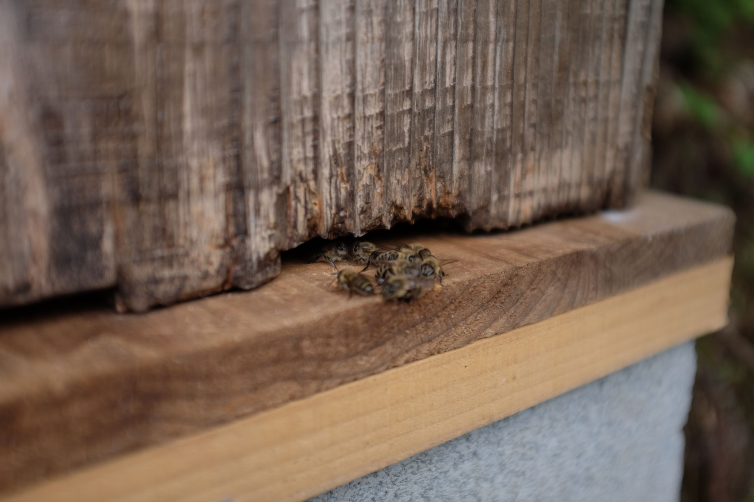 Japanese honeybees at the entrance of their hive.