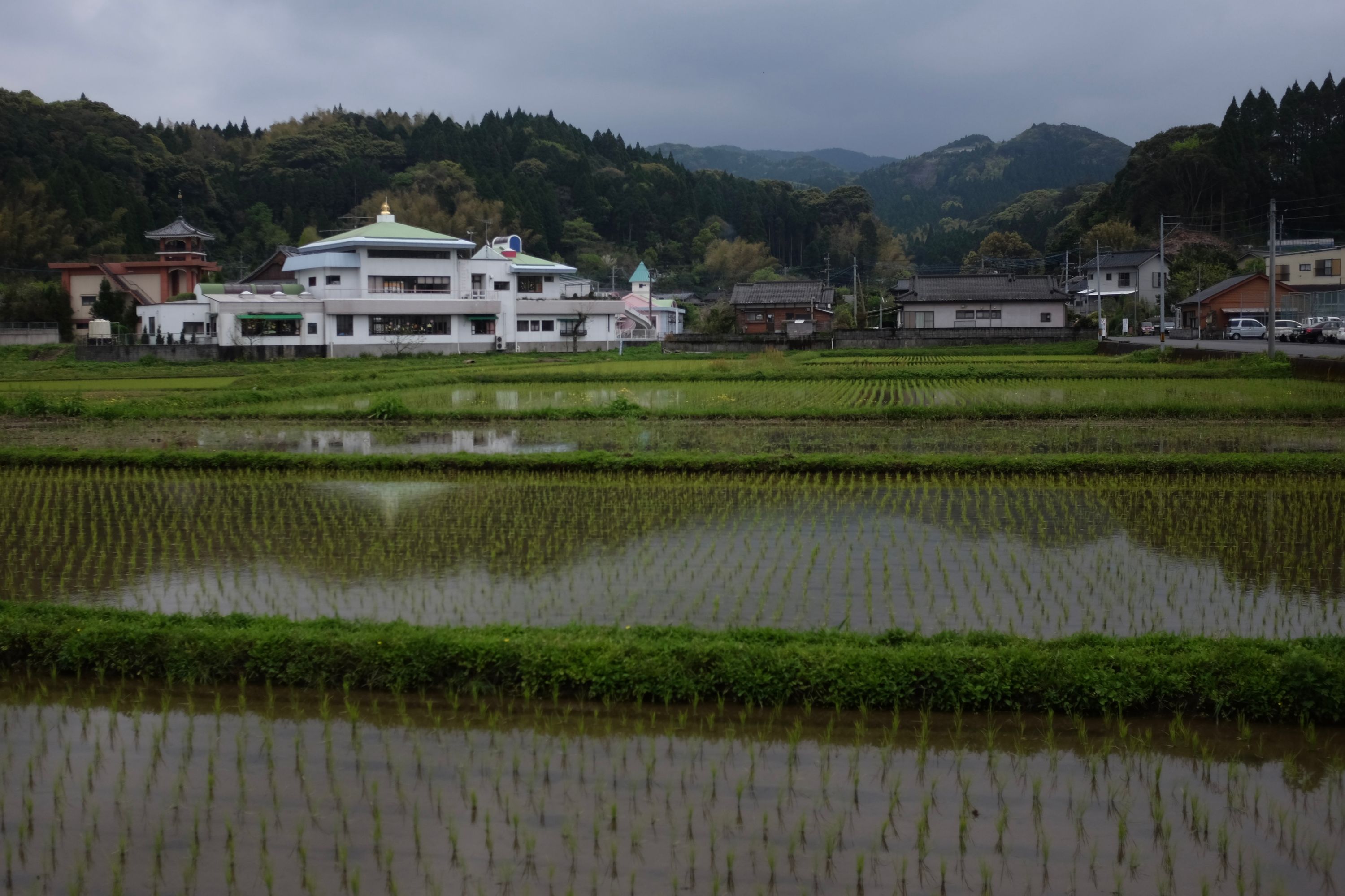 A white temple behind freshly planted ricefields.