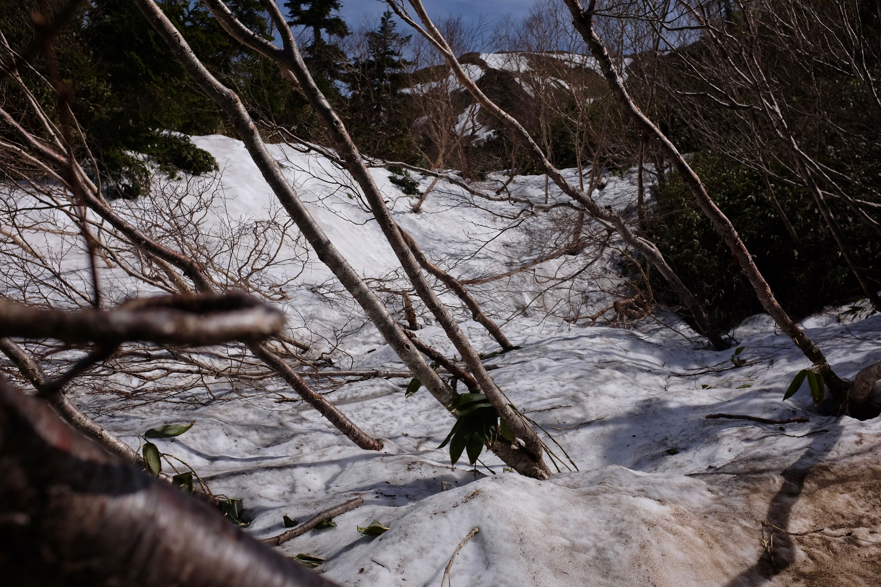 Trees sticking out of last winter’s snow on a mountainside.