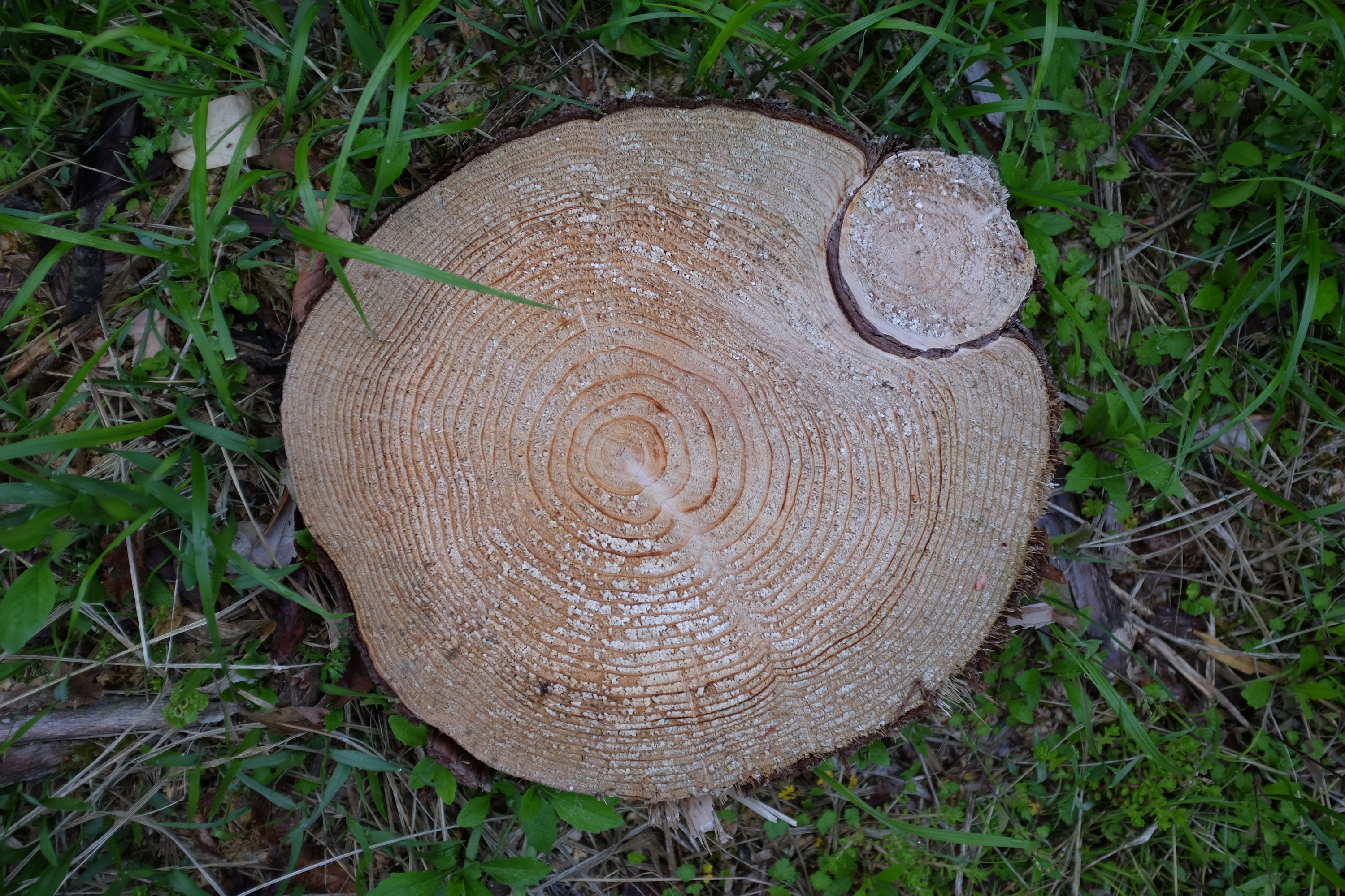 The freshly cut stump of a tree, with a smaller stump half-embedded in it from one side.