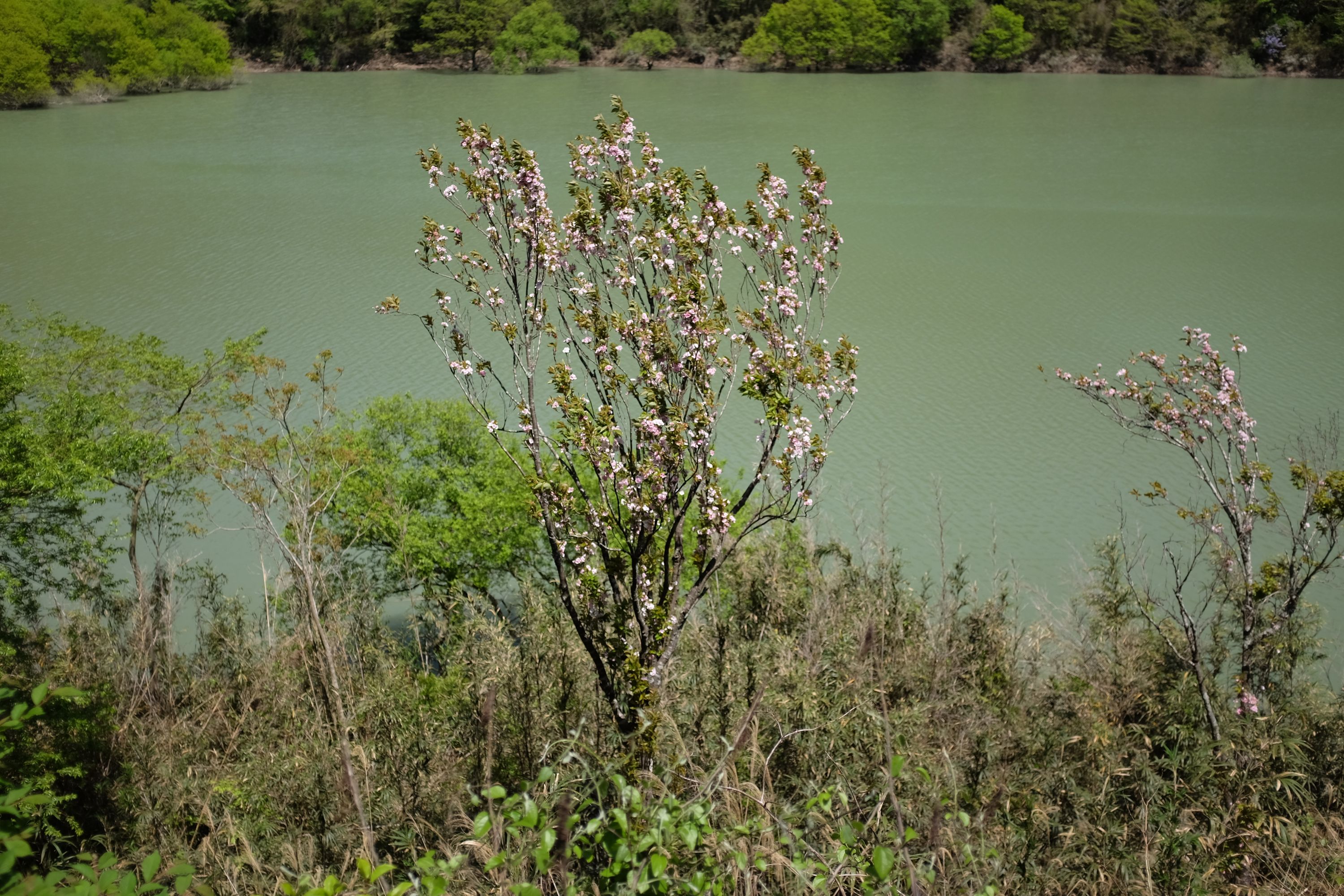 A flowering mountain cherry by the green waters of a lake.