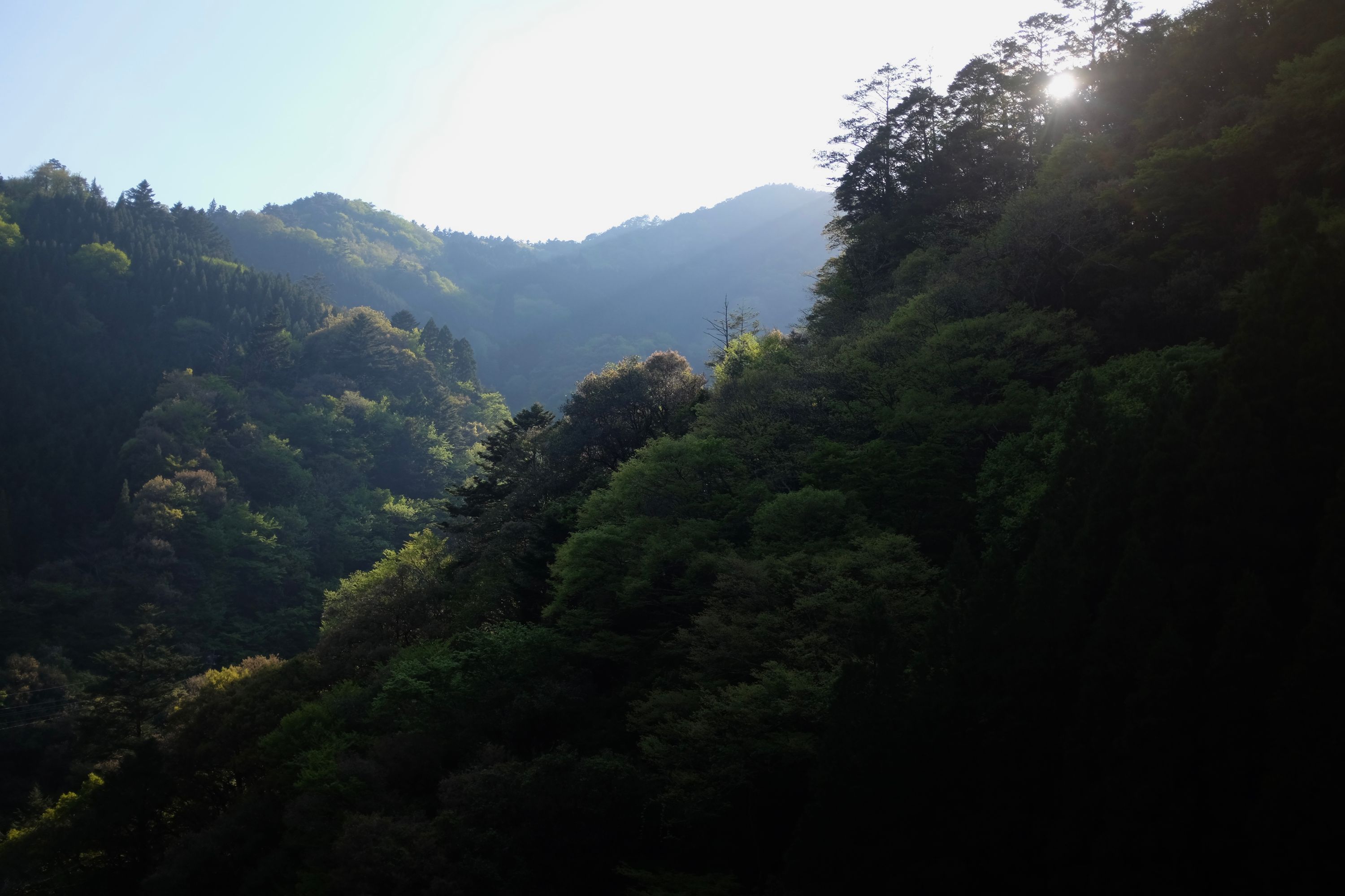 Forest beyond Shiiba, Miyazaki. Photo: Peter Orosz
