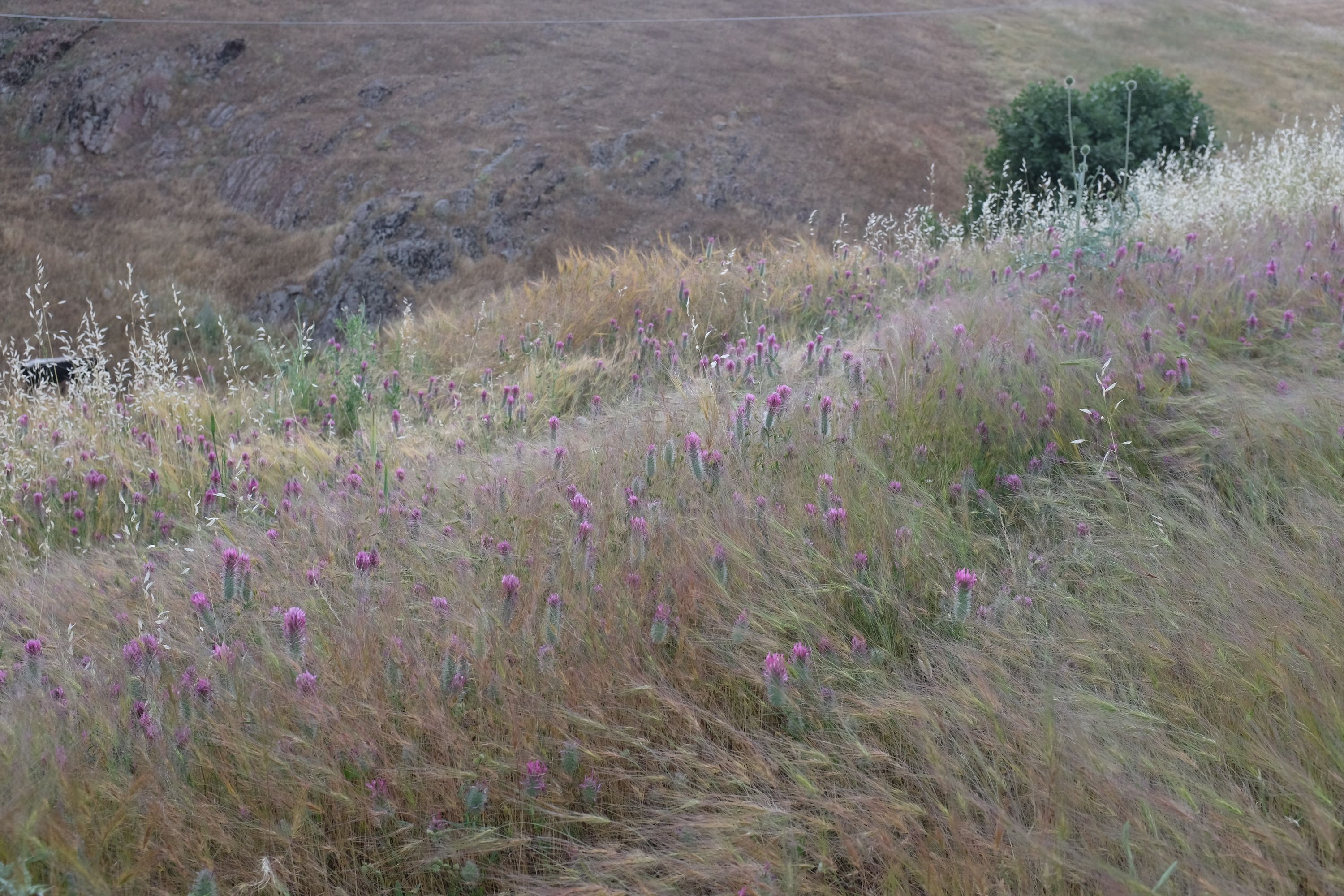 Pink flowers in a straw-yellow, hilly landscape.
