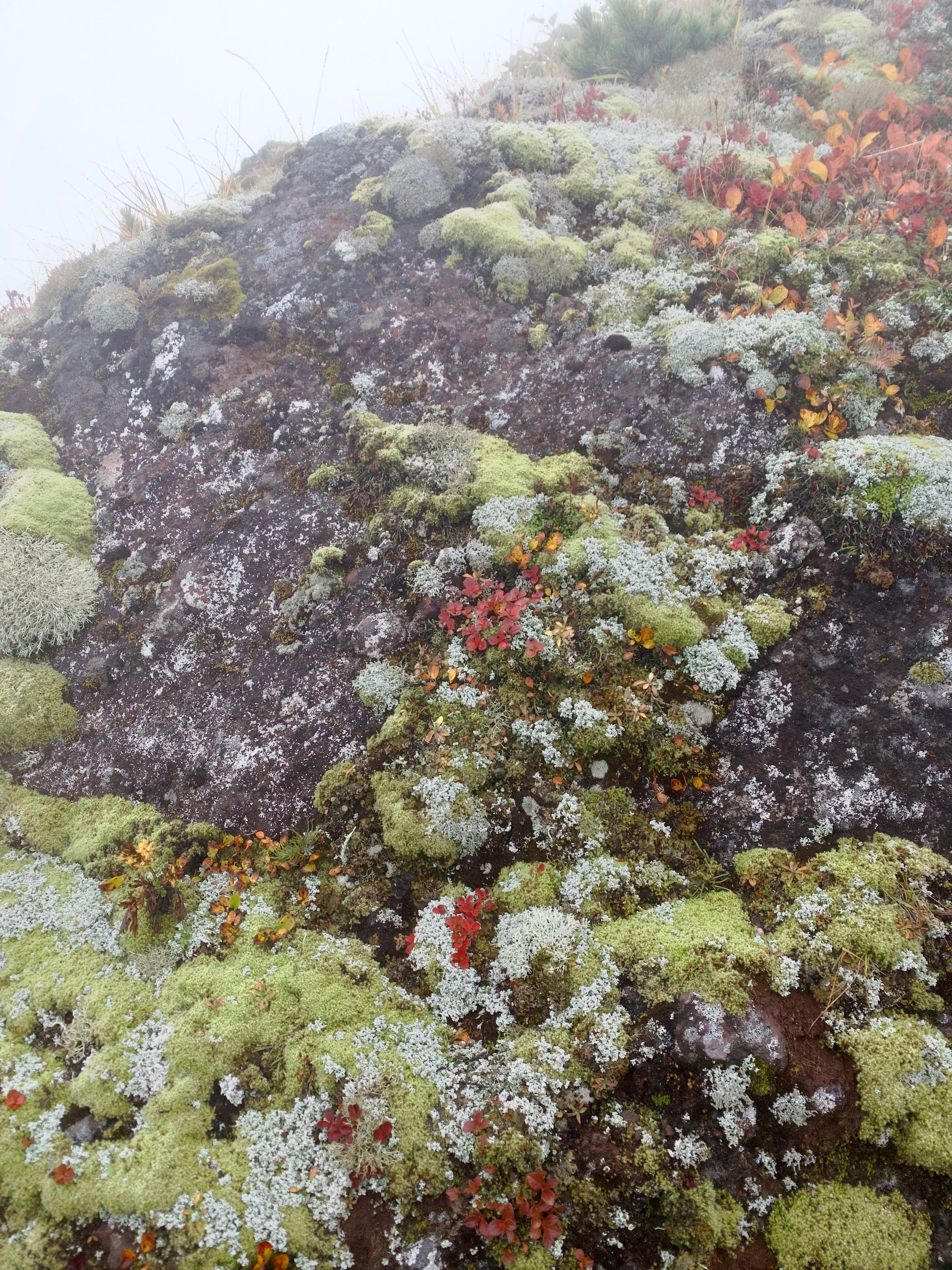 Closeup of moss, lichen, and some small red-leafed plants growing on a black volcanic rock