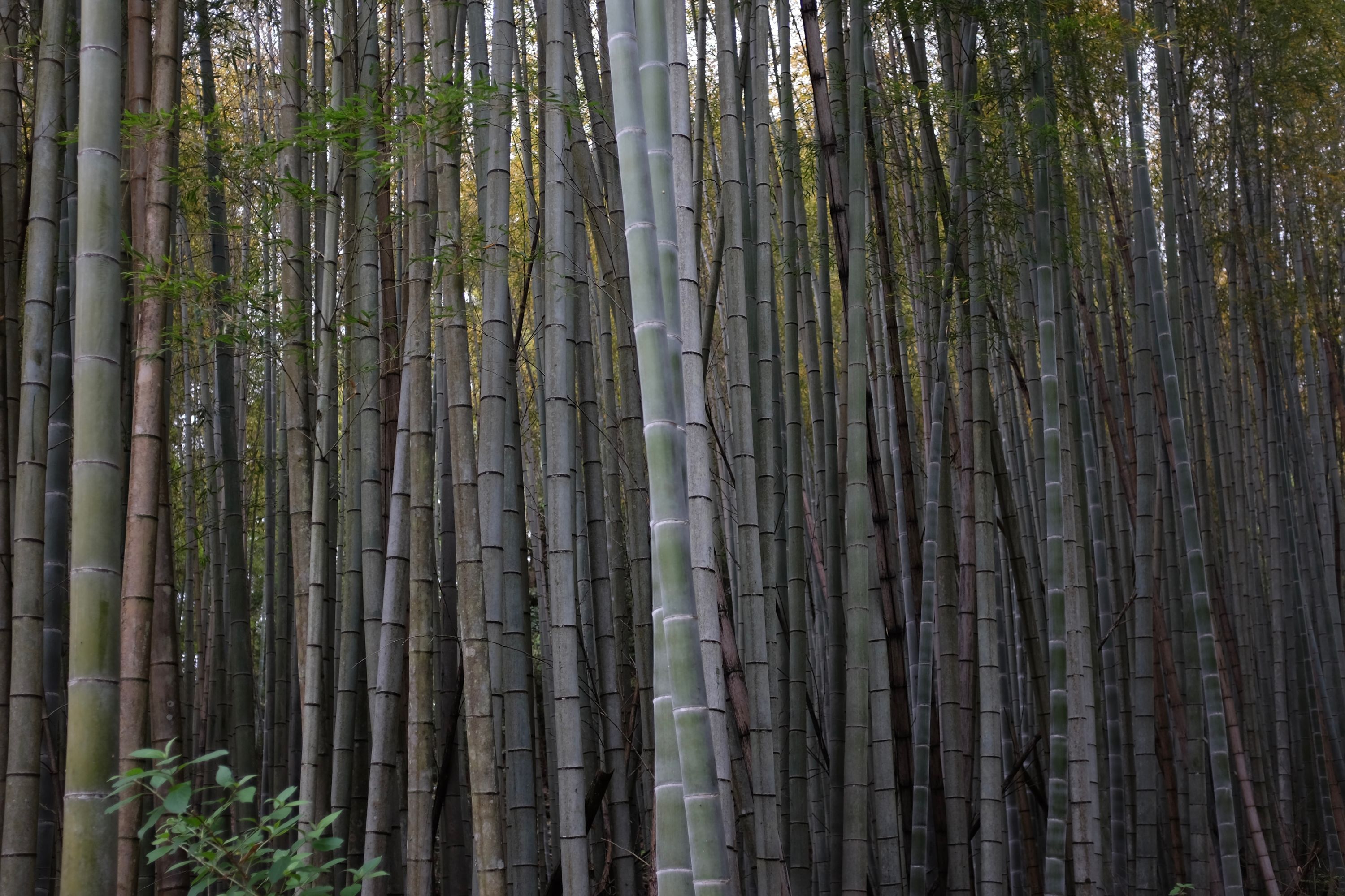 A very East Asian sort of bamboo forest.