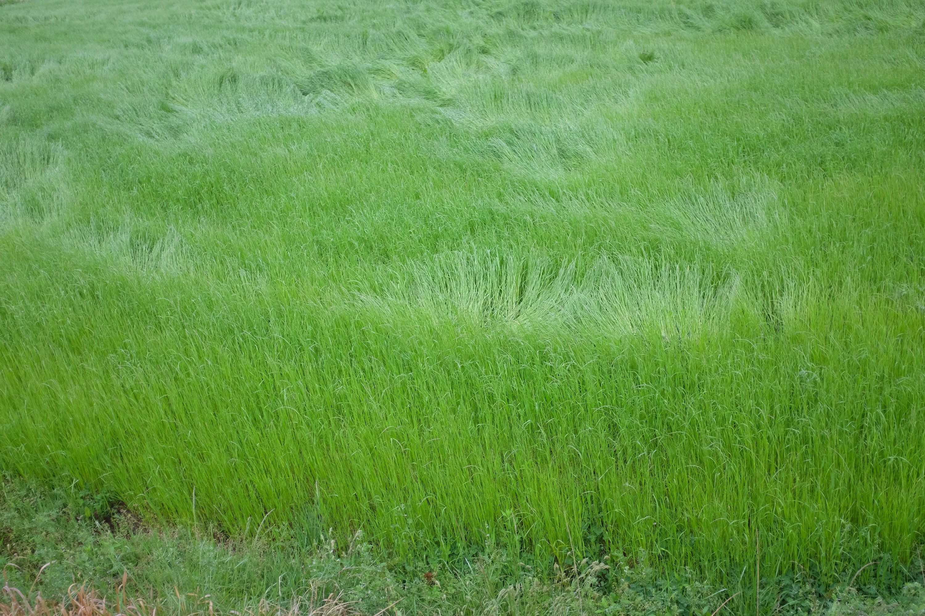 A green field partly flattened by rain.