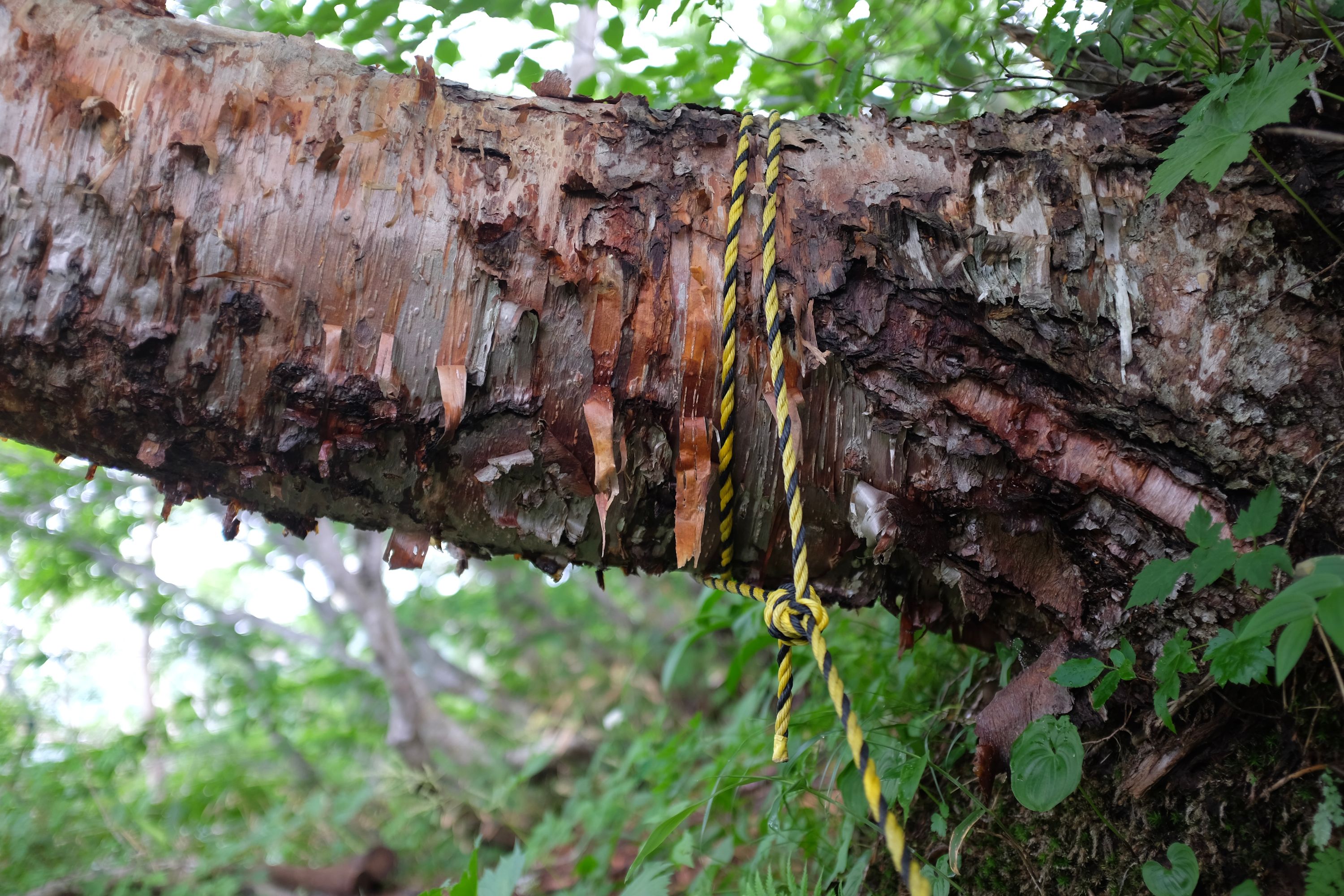 A yellow rope tied around the trunk of a mountain cherry for support.