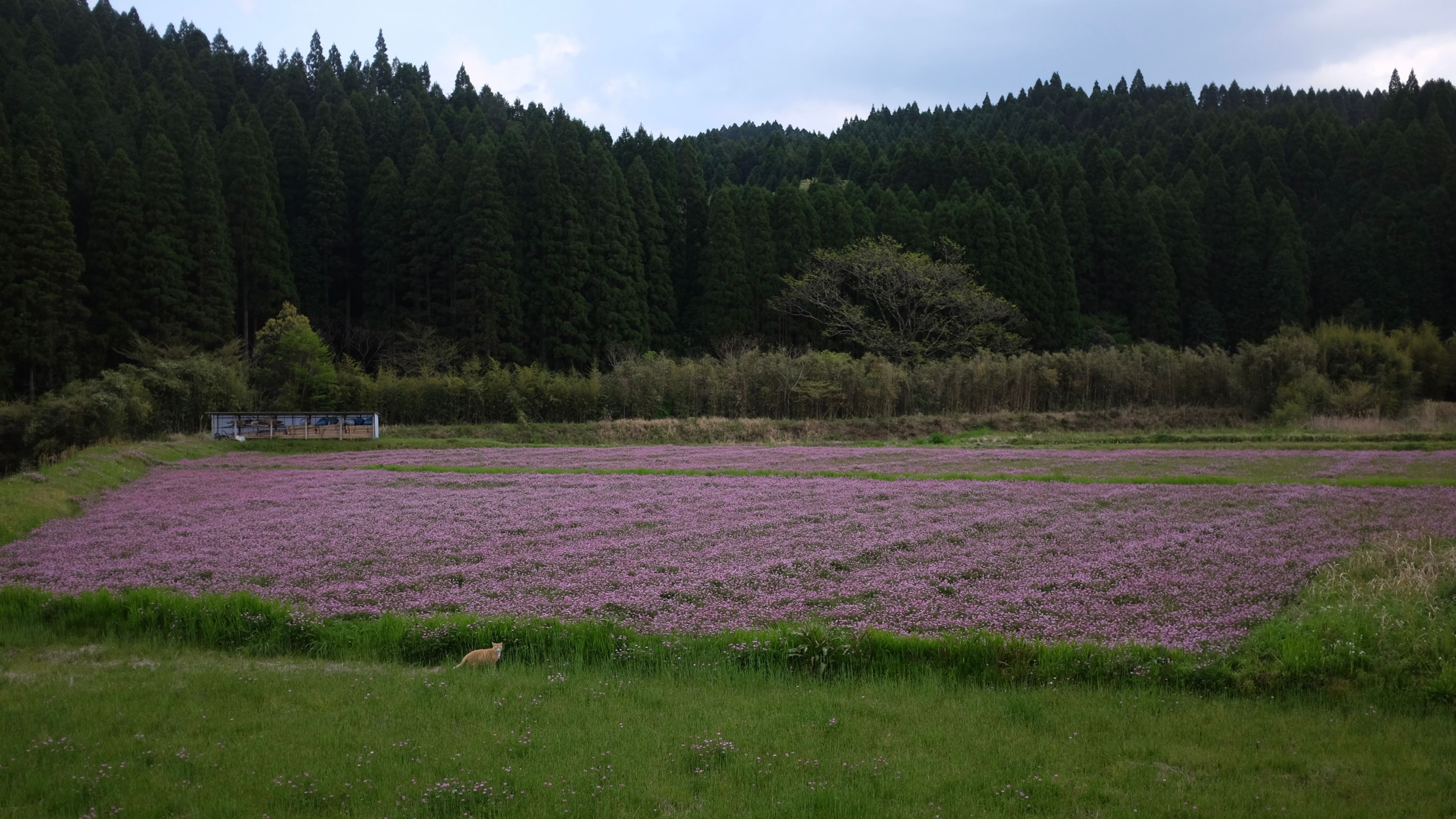 A cat walks by a pink field in front of a cedar forest.