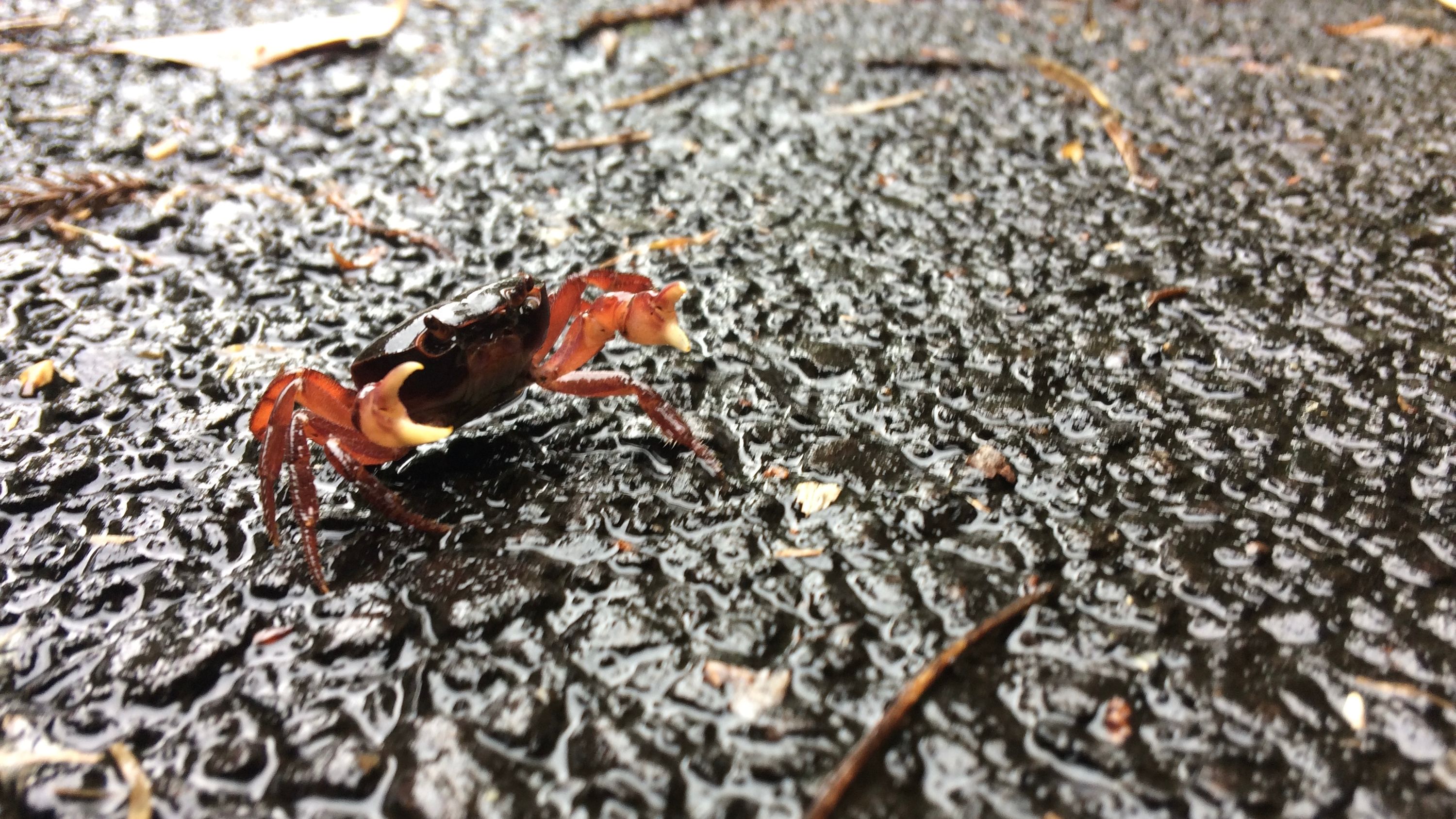 A small red land crab on a wet patch of asphalt.