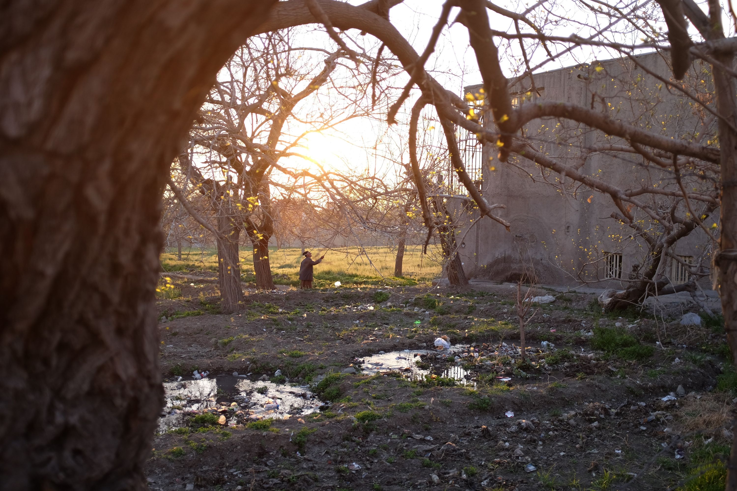 A man in the medium distance inspects one of the trees in a mulberry grove in the evening light.