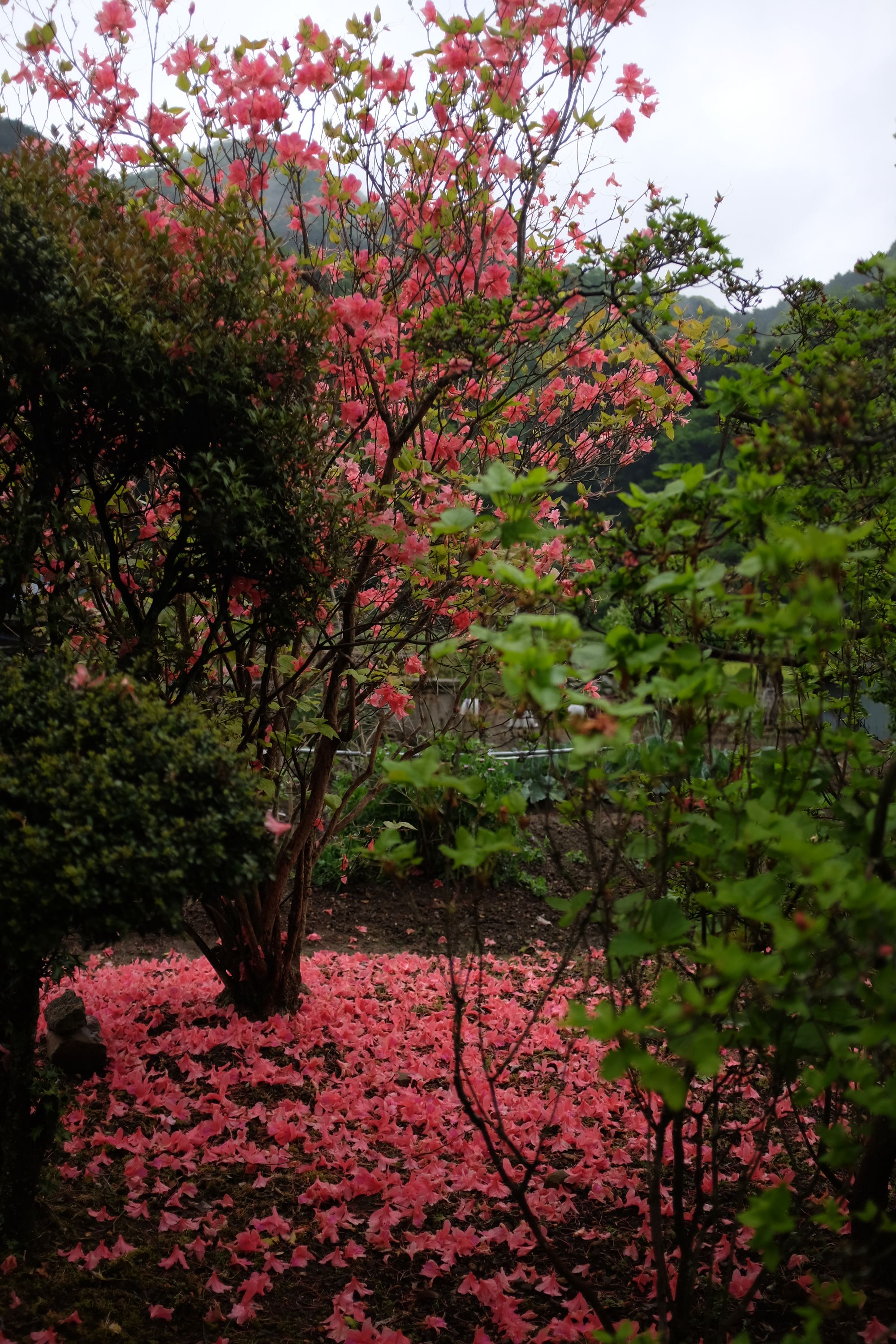 The ground is carpeted with bright pink flowers under an azalea tree in a back yard.