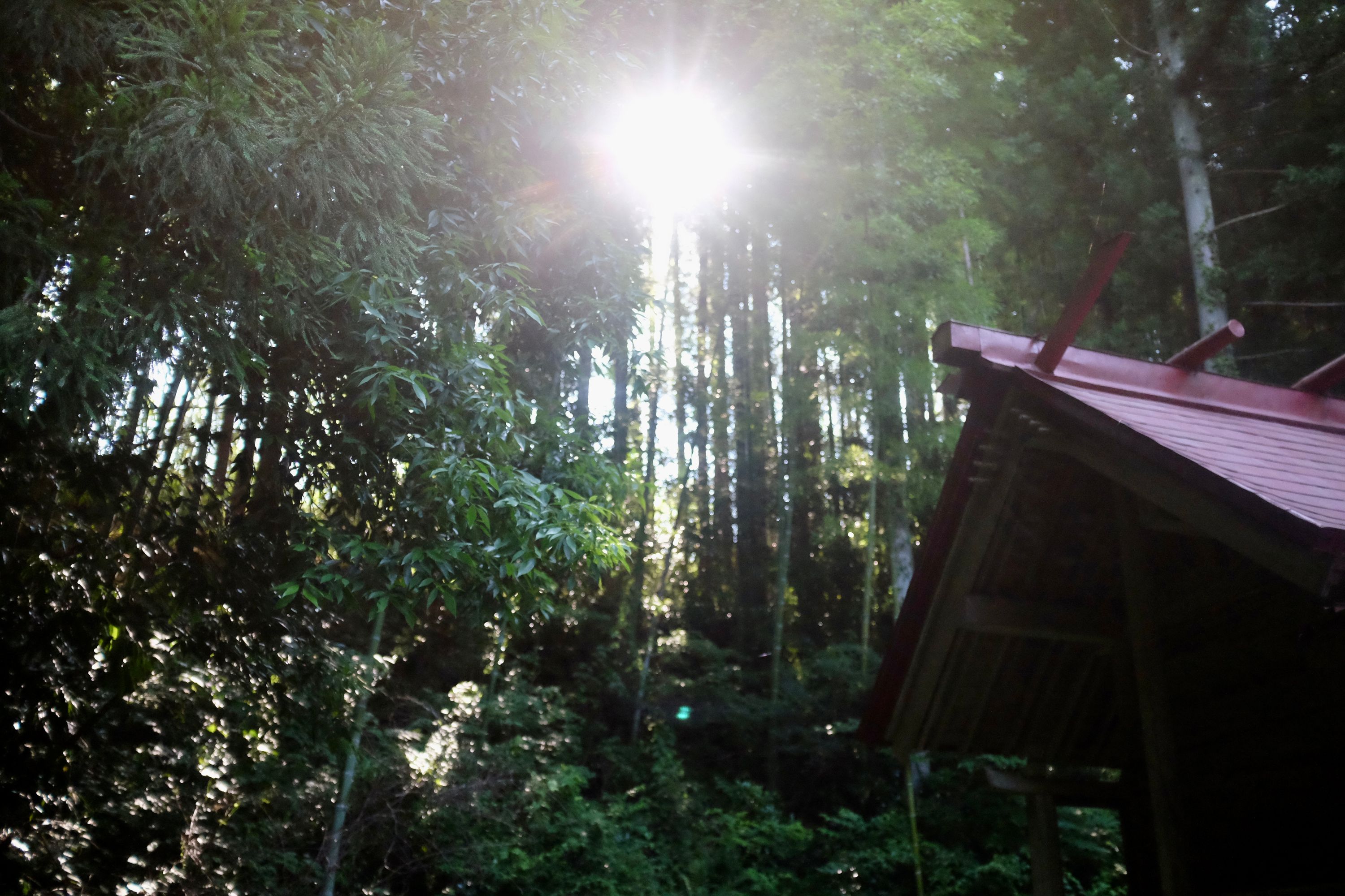 The early morning sun through a thick grove by the roof of a Japanese shrine.