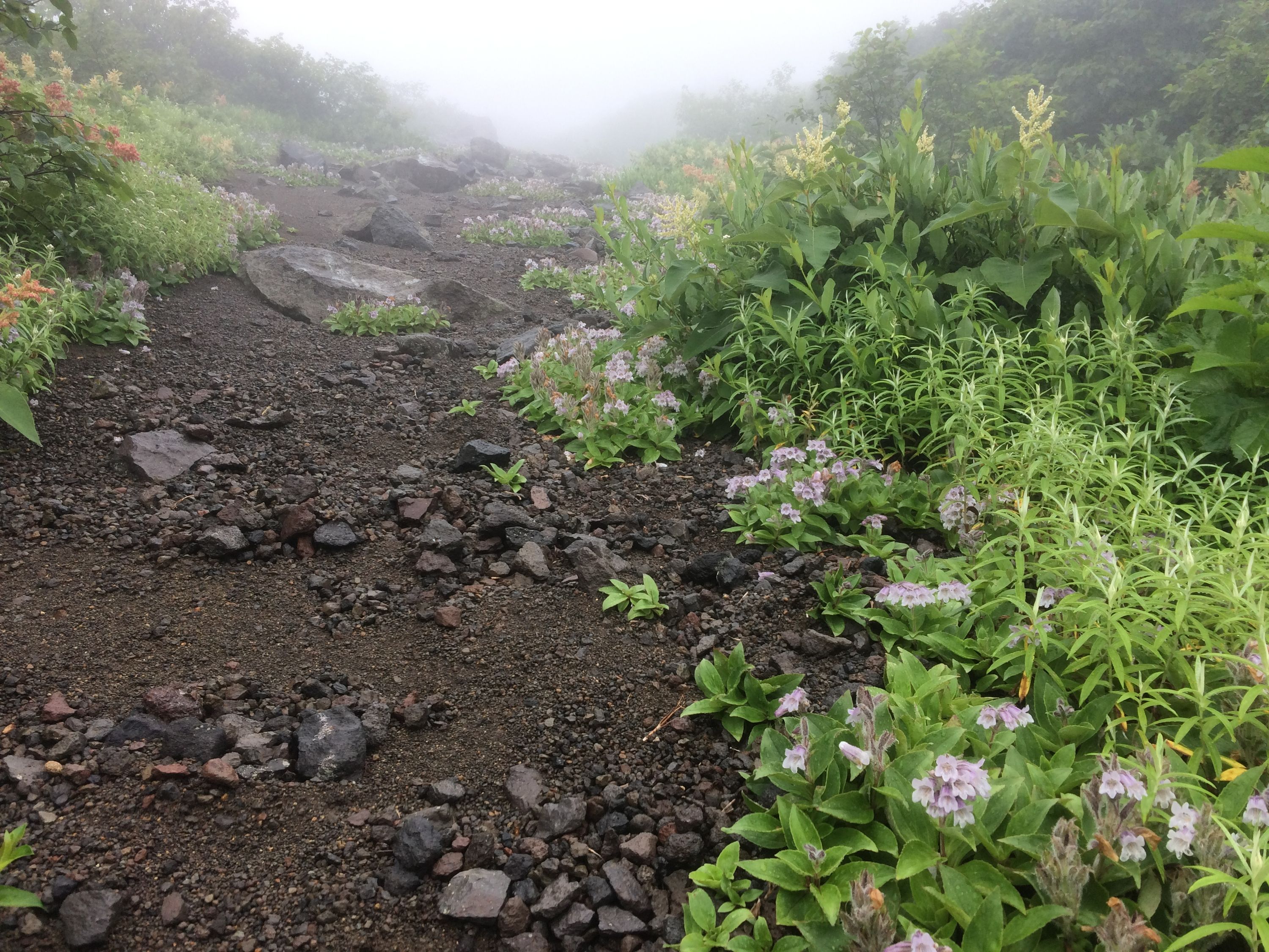 Pink flowers line a mountain trail covered with black volcanic rocks.