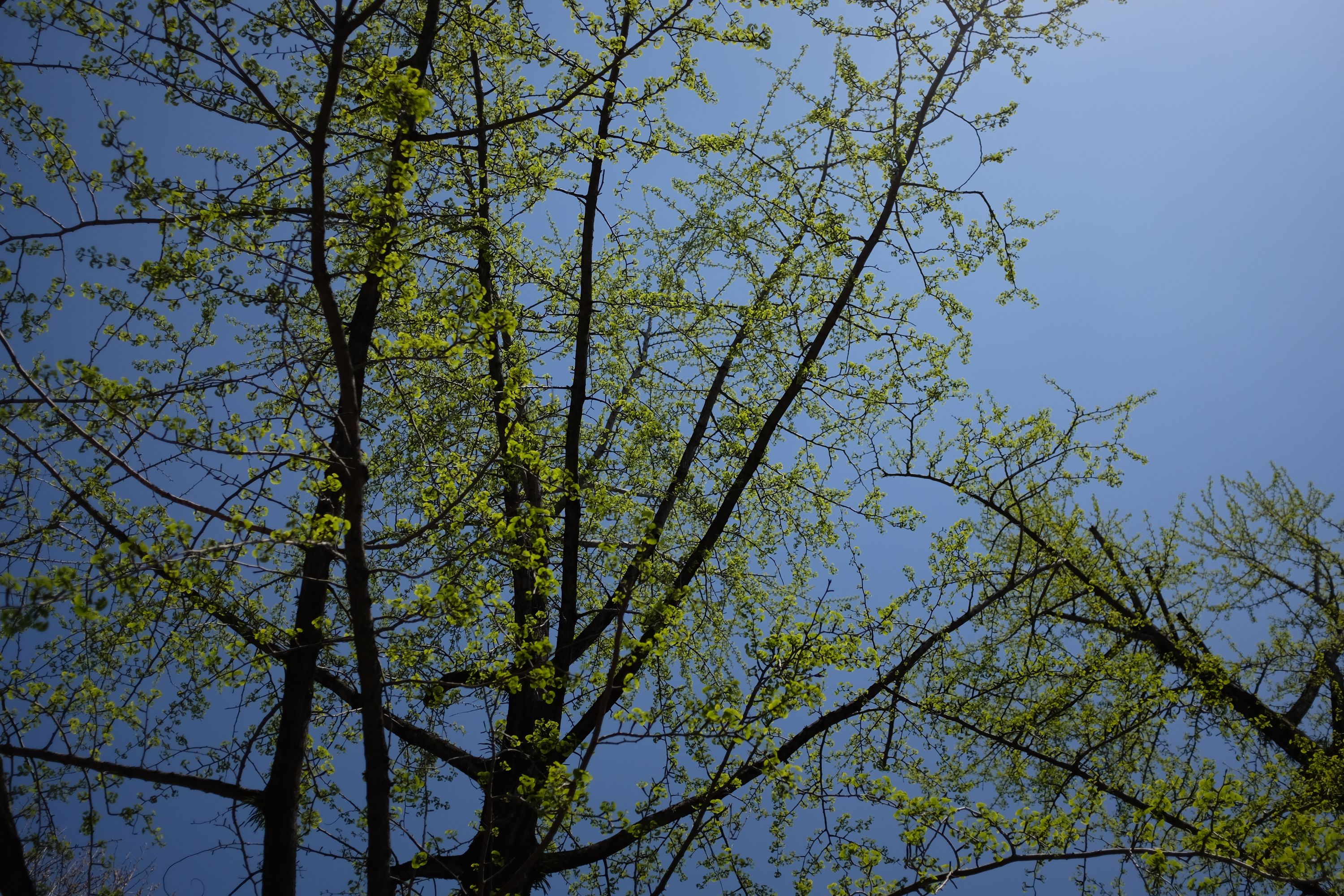 Ginkgo trees with fresh leaves against a pale blue sky.