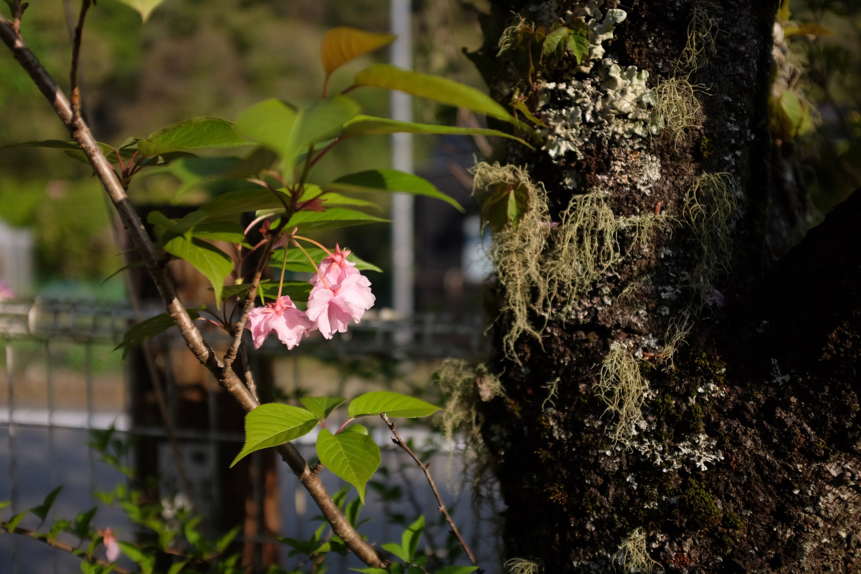 Flowering cherry tree at the Upper Shiiba Dam, Miyazaki. Photo: Peter Orosz