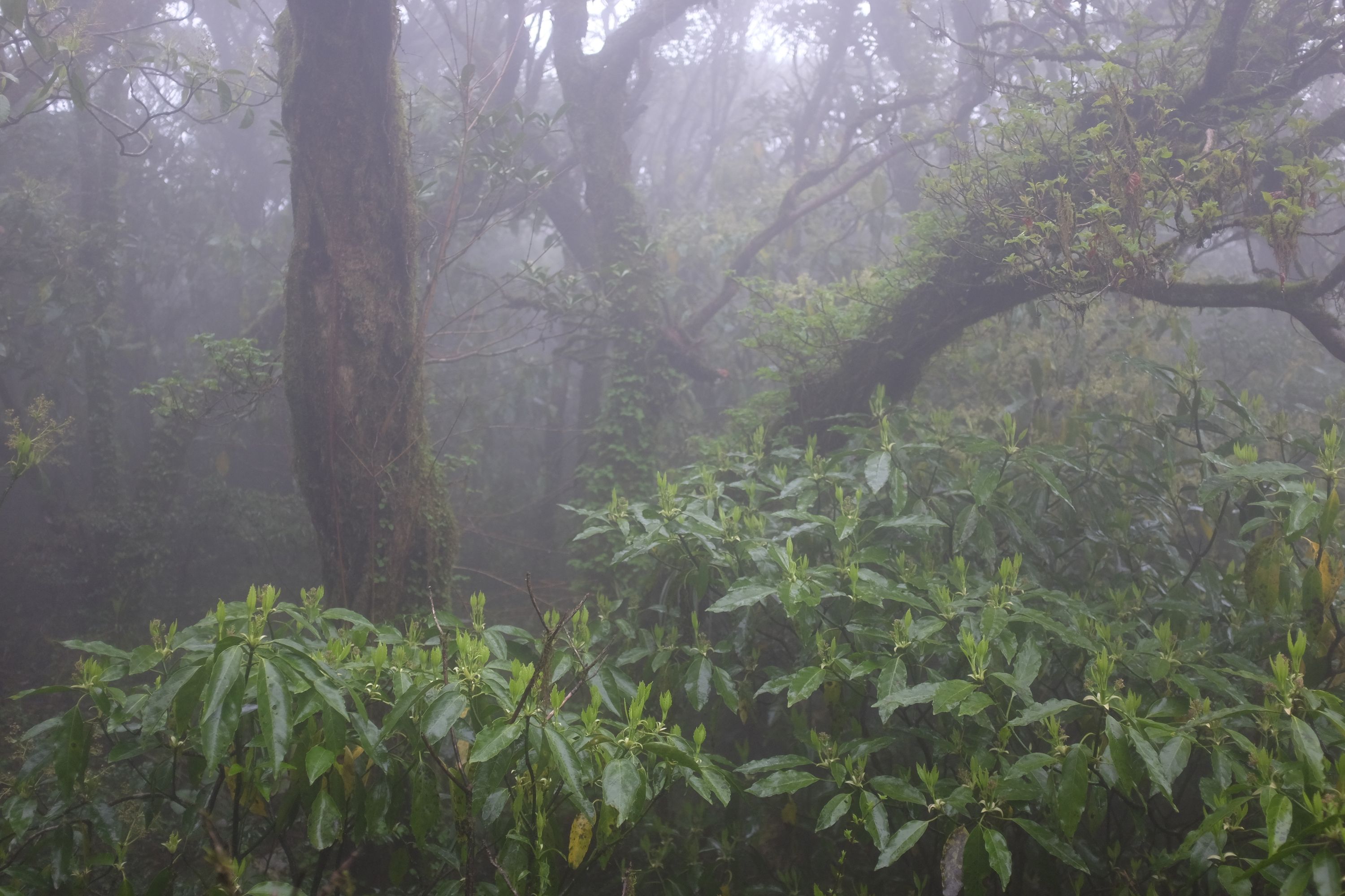 A foggy, subtropical forest, with water dripping from everywhere.