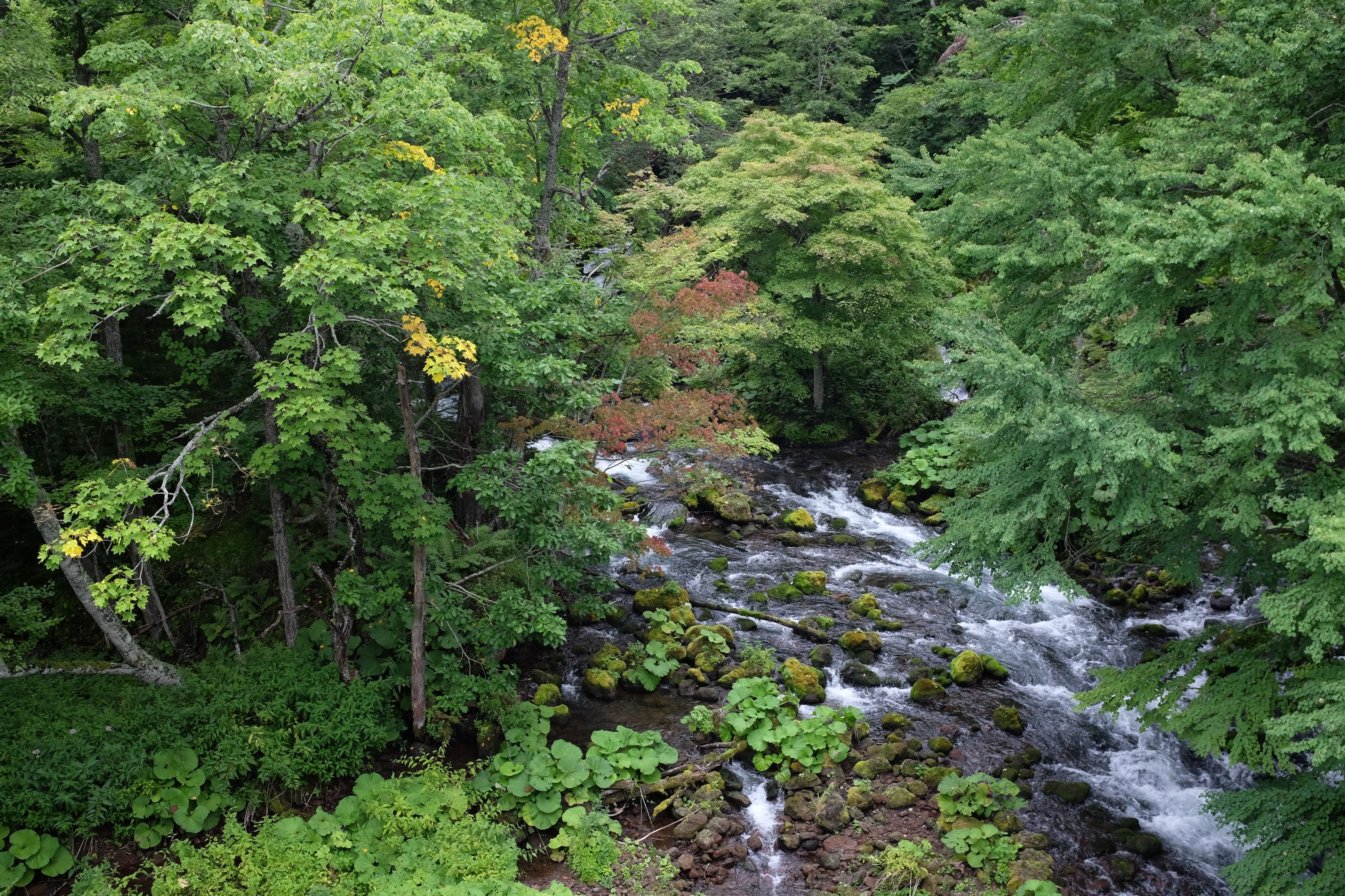 A stream flows through a broadleaf forest.