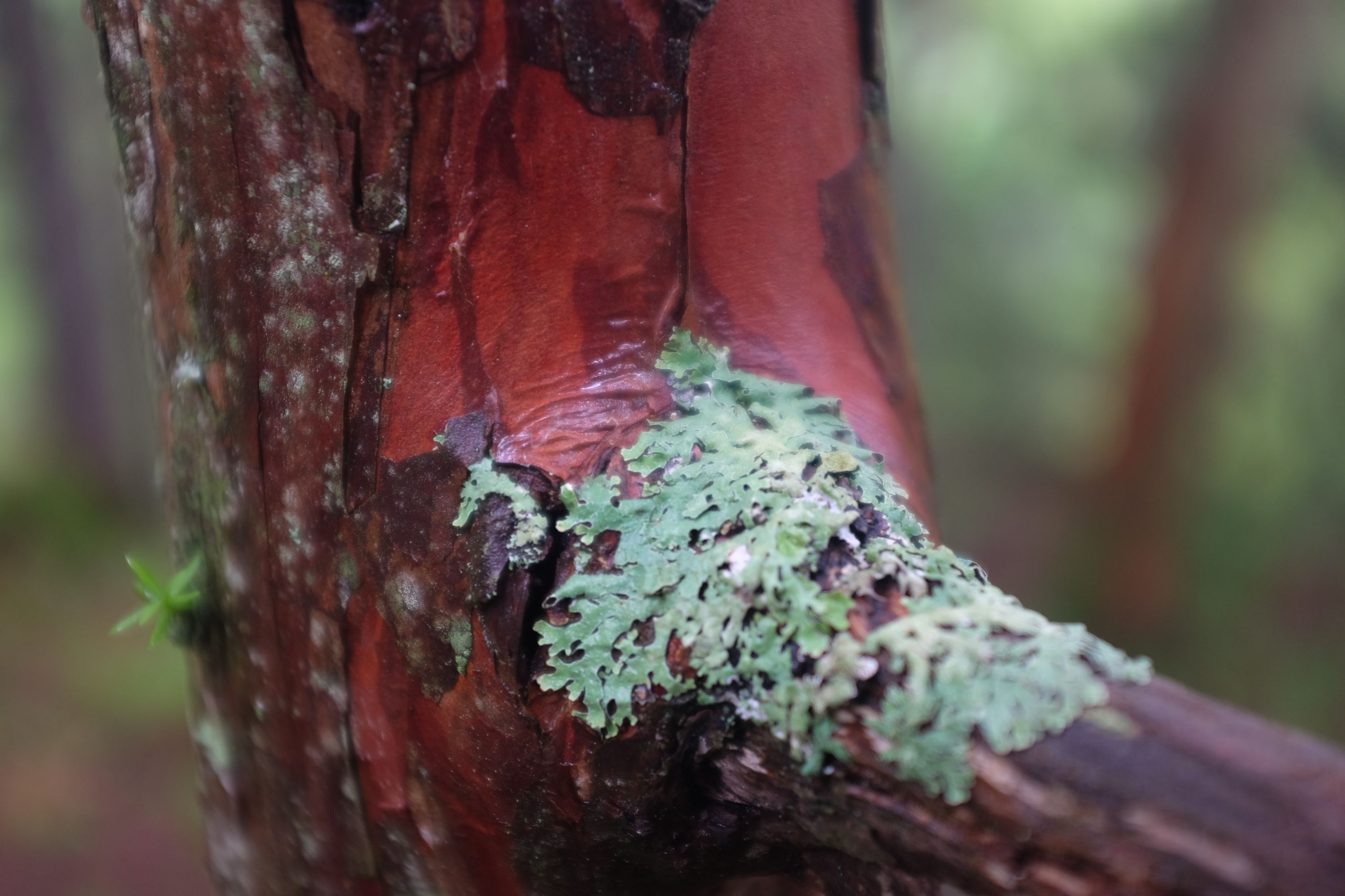 Lichen on the trunk of a tree with deep red bark.