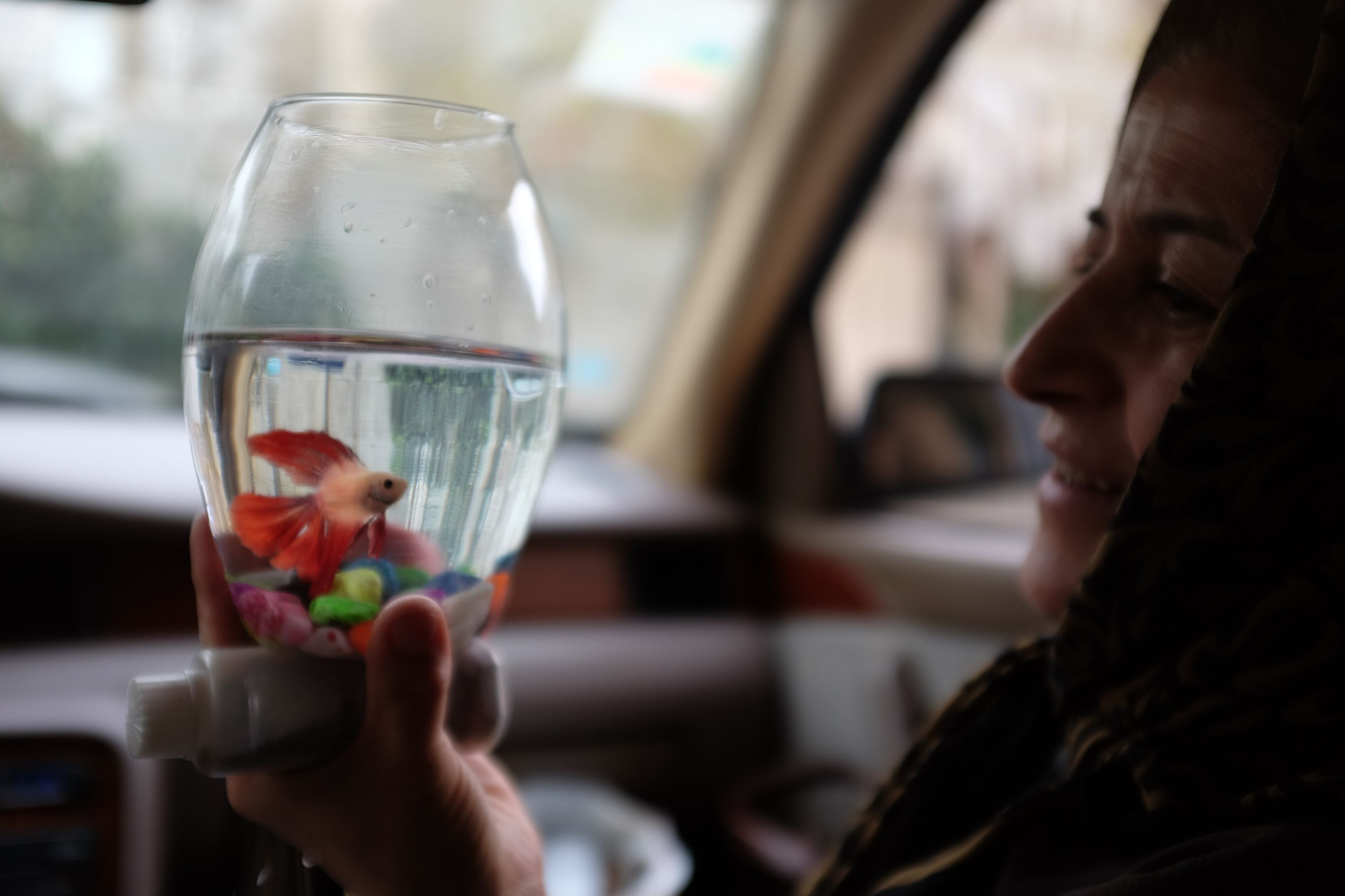 A woman wearing a headscarf, sitting in the passenger seat of a car, holds up a goldfish in a glass.