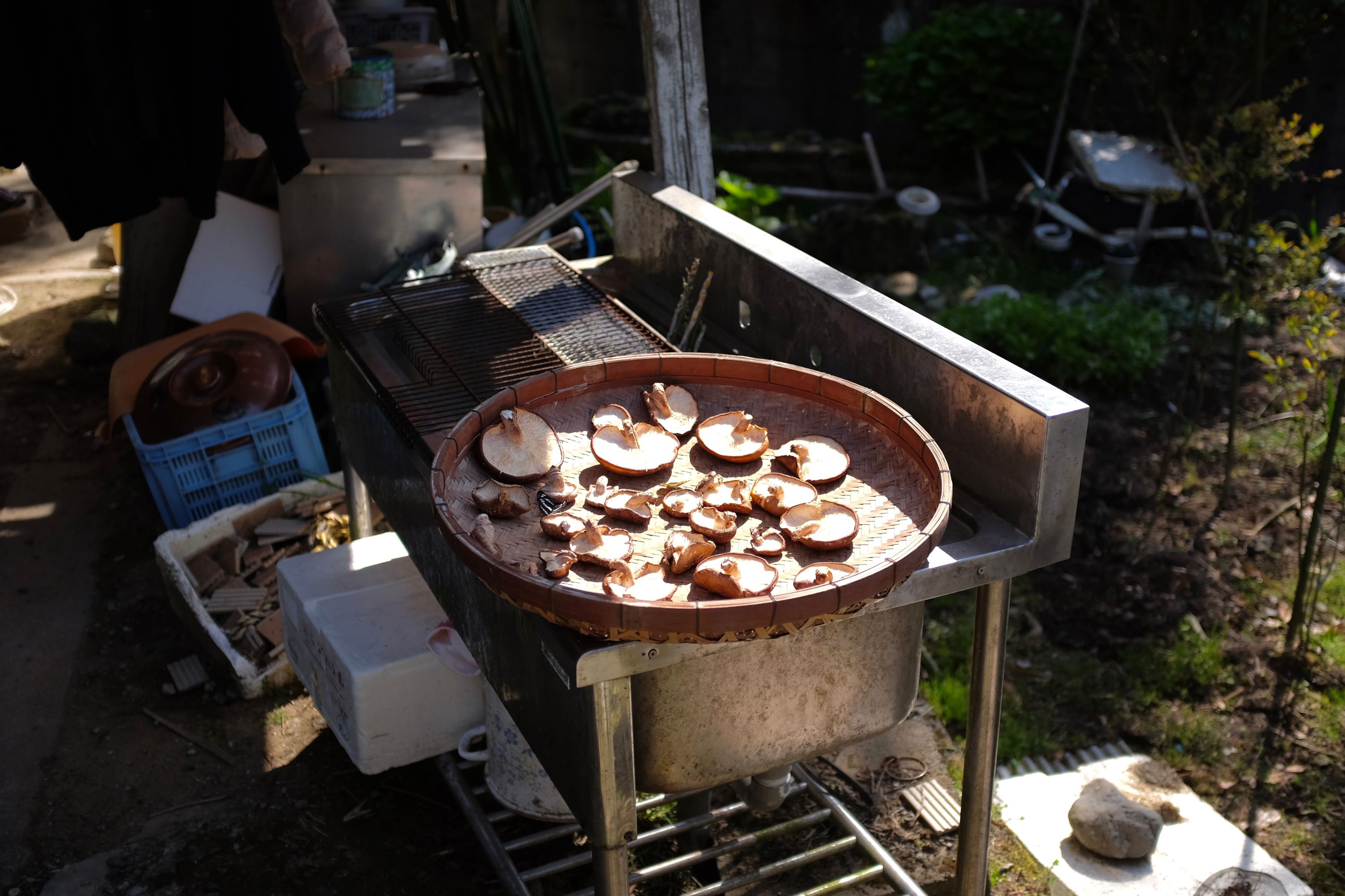 Mushrooms in Gokase, Miyazaki. Photo: Peter Orosz