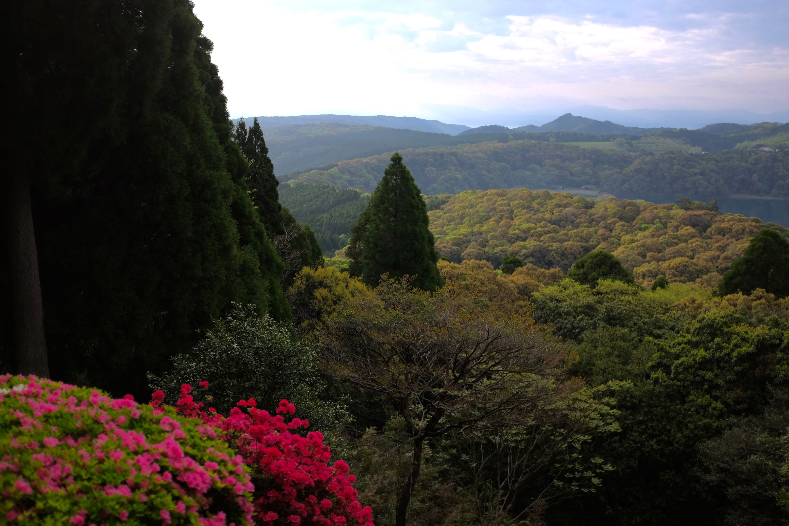 A landscape of rolling hills and a round lake, Lake Miike, behind blooming pink azaleas.