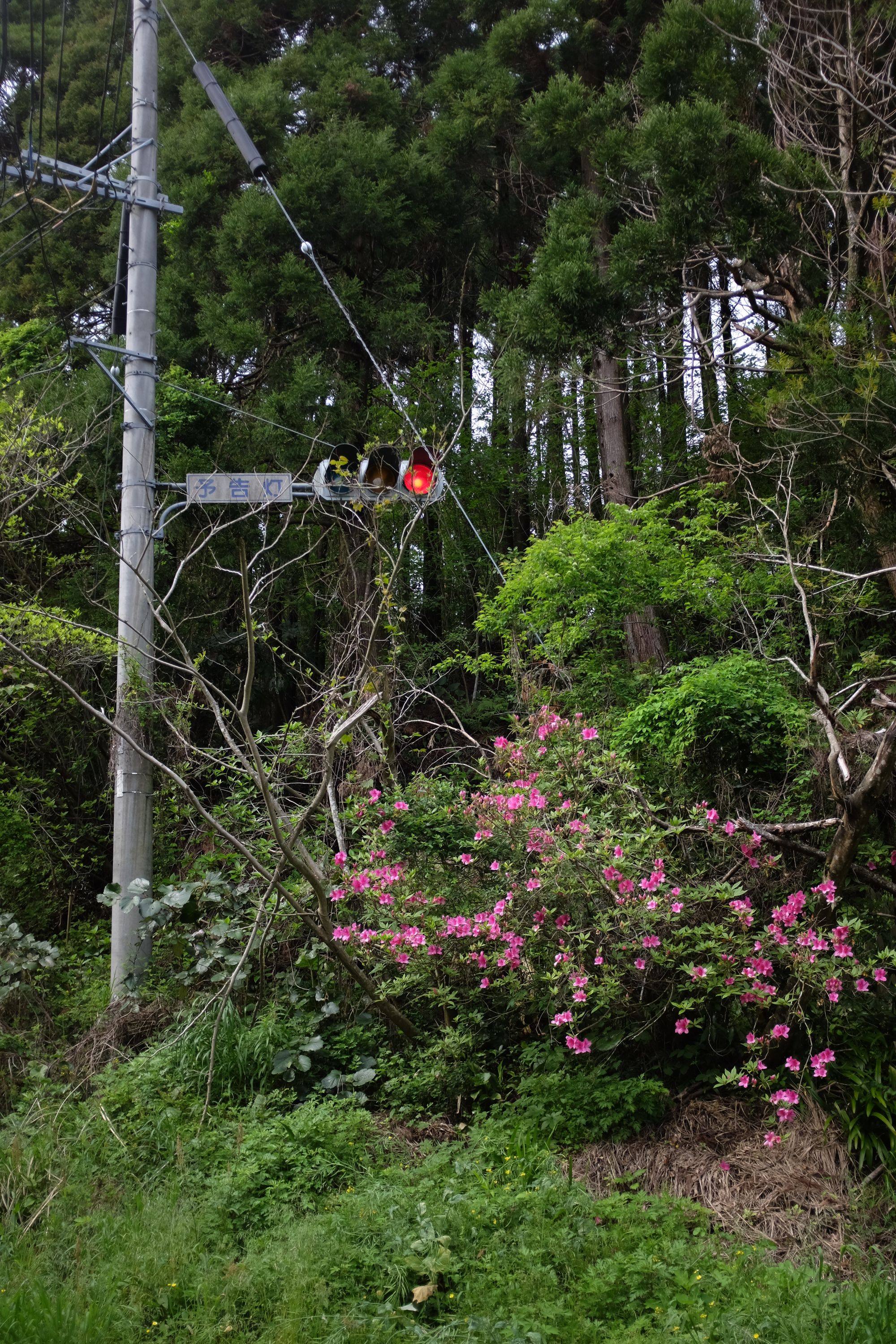 An overgrown traffic light at the edge of a forest shows red.