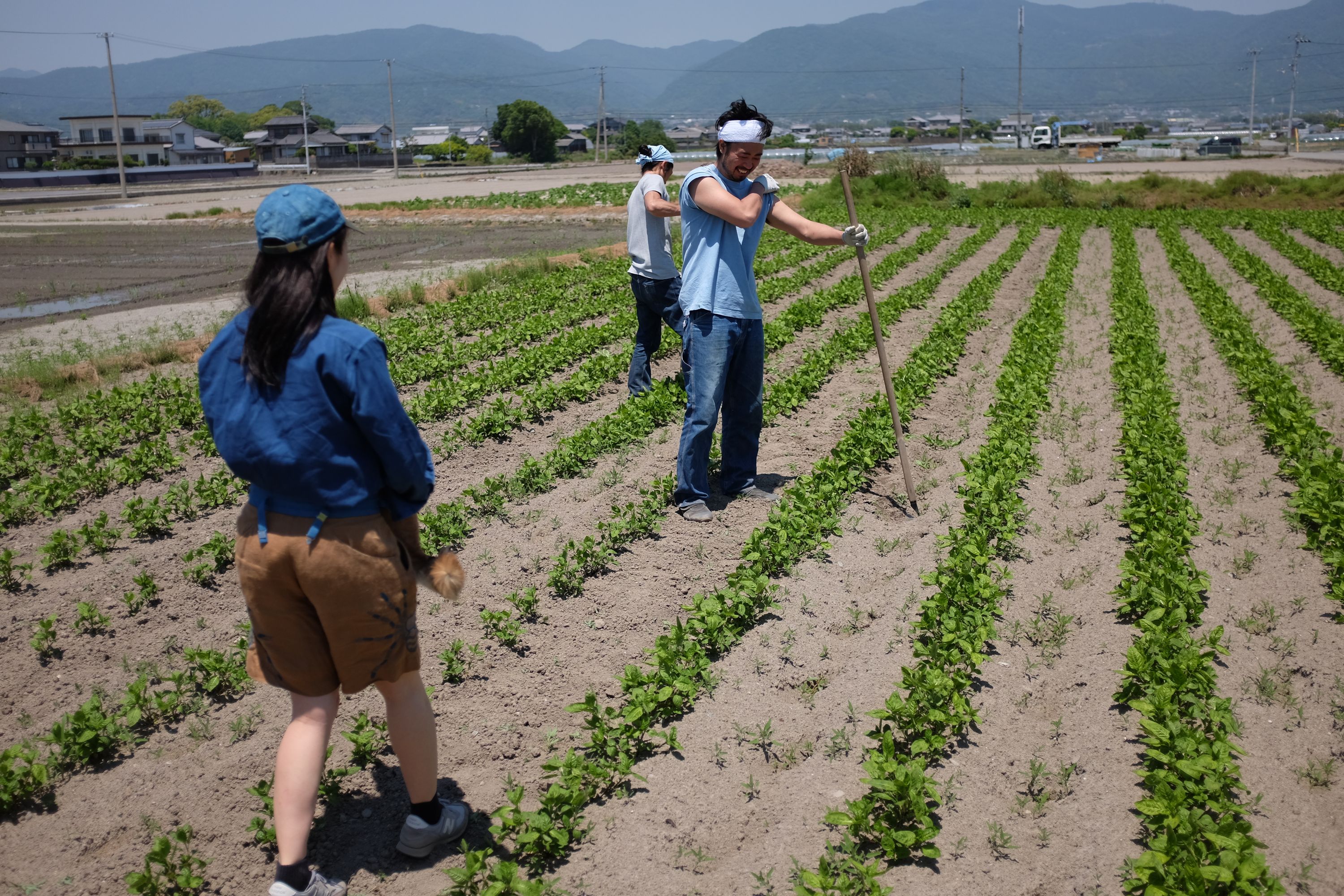 A Japanese woman, Nishimoto Kyōko, and two men, dressed in indigo-colored clothes, work an indigo farm in the sun.