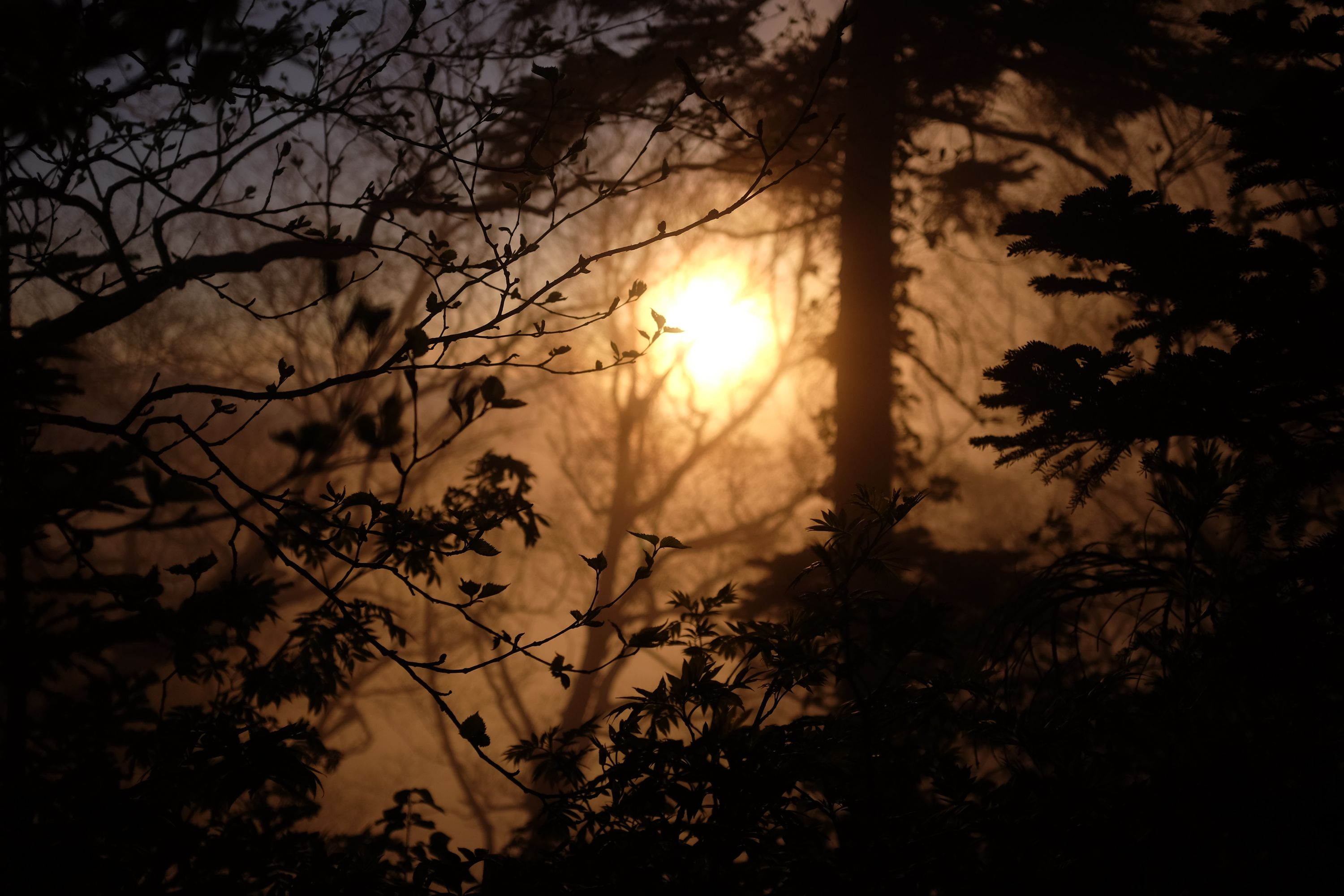 The setting sun viewed through a thick forest.