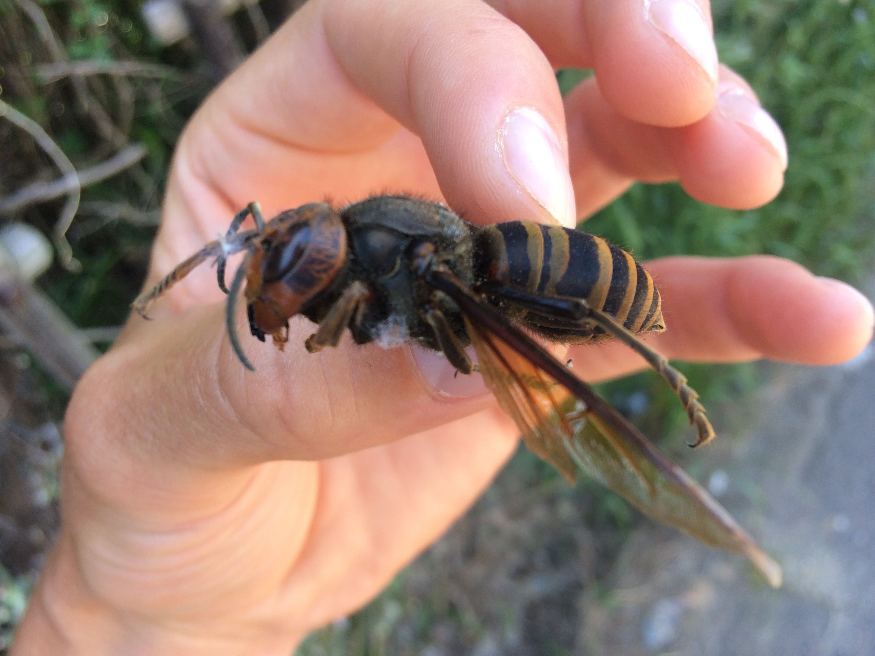 A dead Japanese giant hornet held in a human hand, it appears huge.