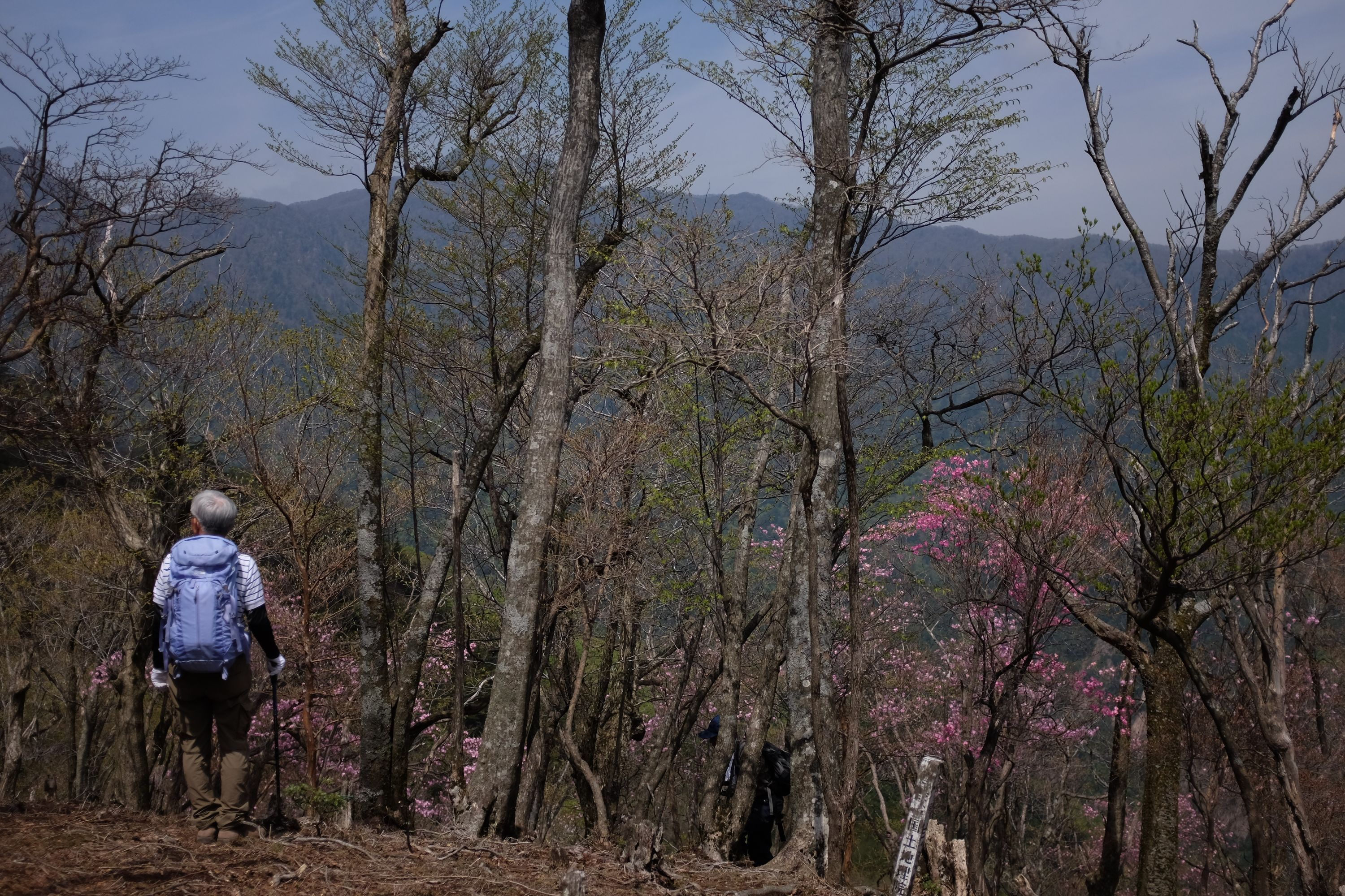 A hiker walks between bare trees, and some of the pink azalea trees.