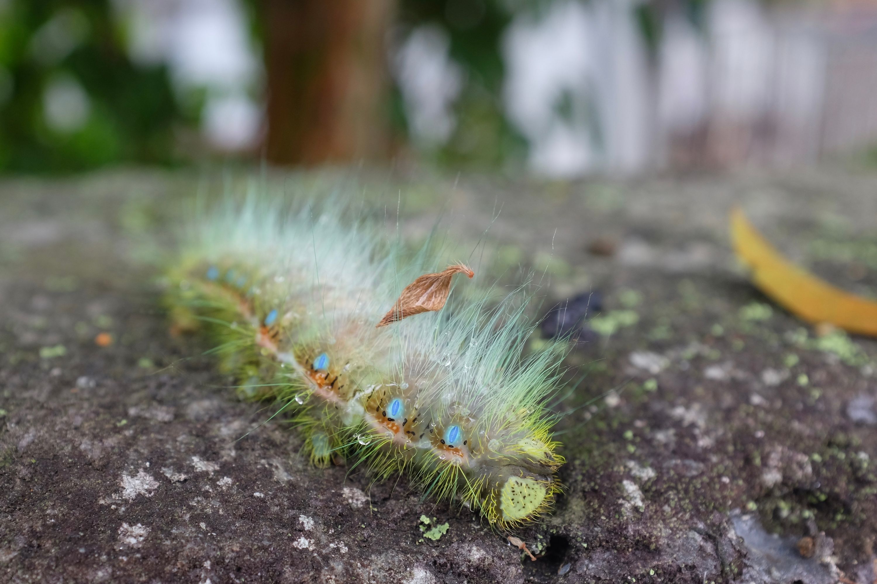An extravagant-looking green and blue caterpillar.