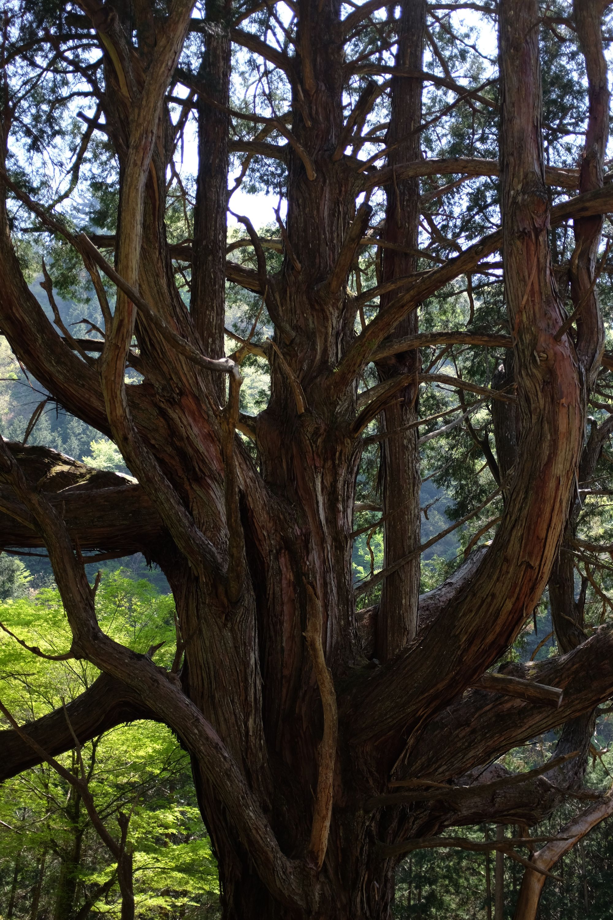 A vertical panorama of the same tree.