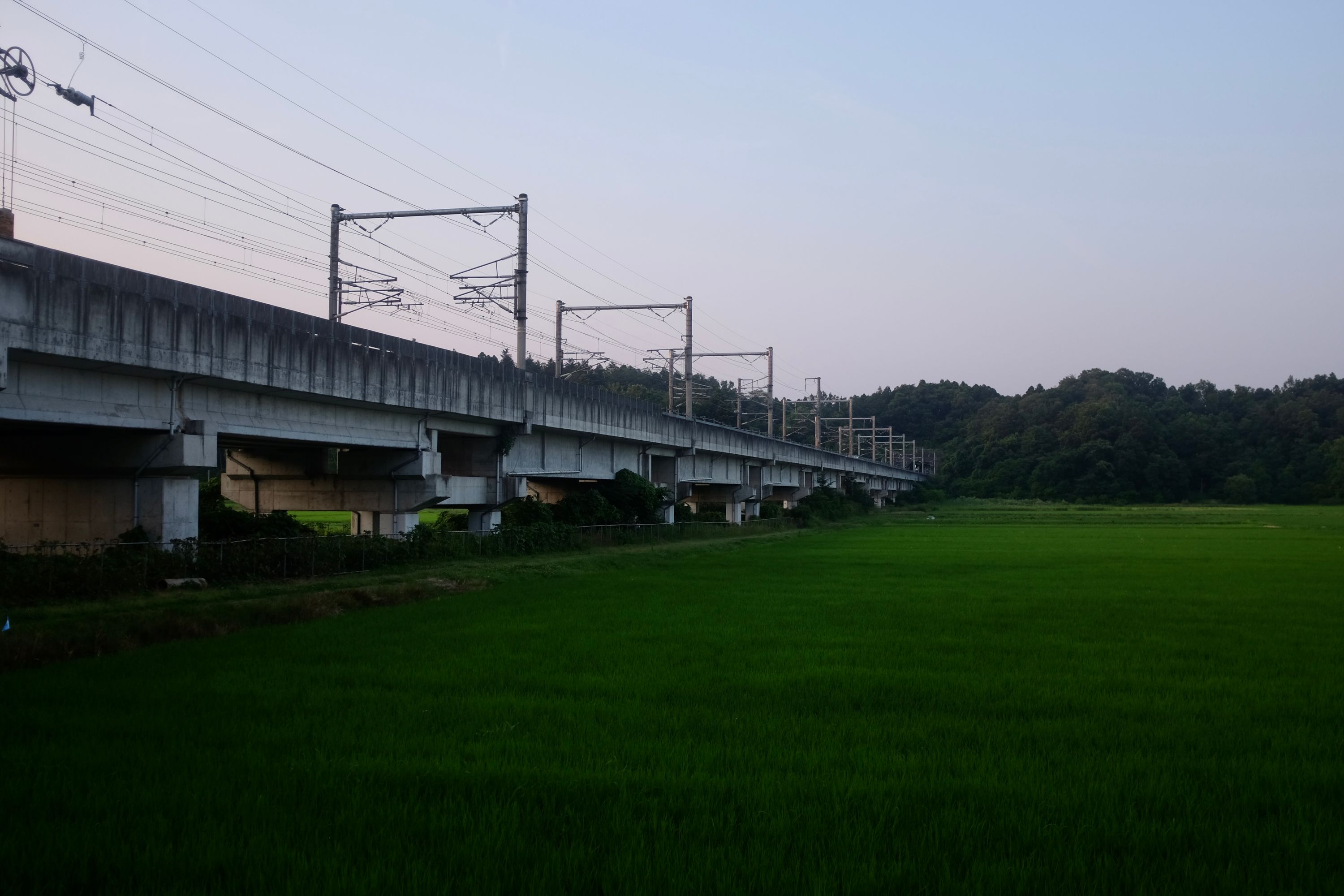 An elevated Shinkansen railway track crosses bright green rice fields in the early evening light.