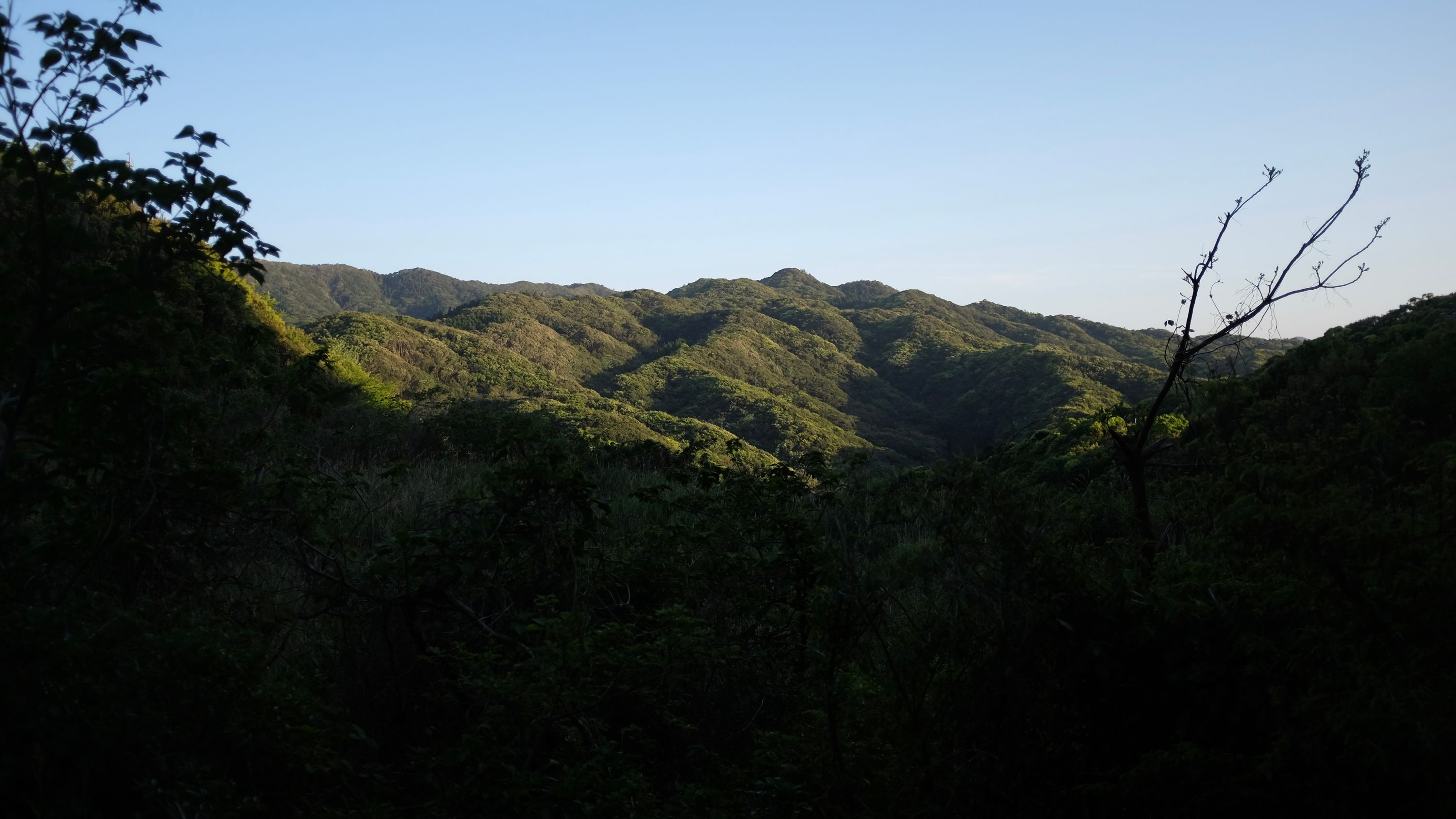 Densely wooded hills in the evening light.