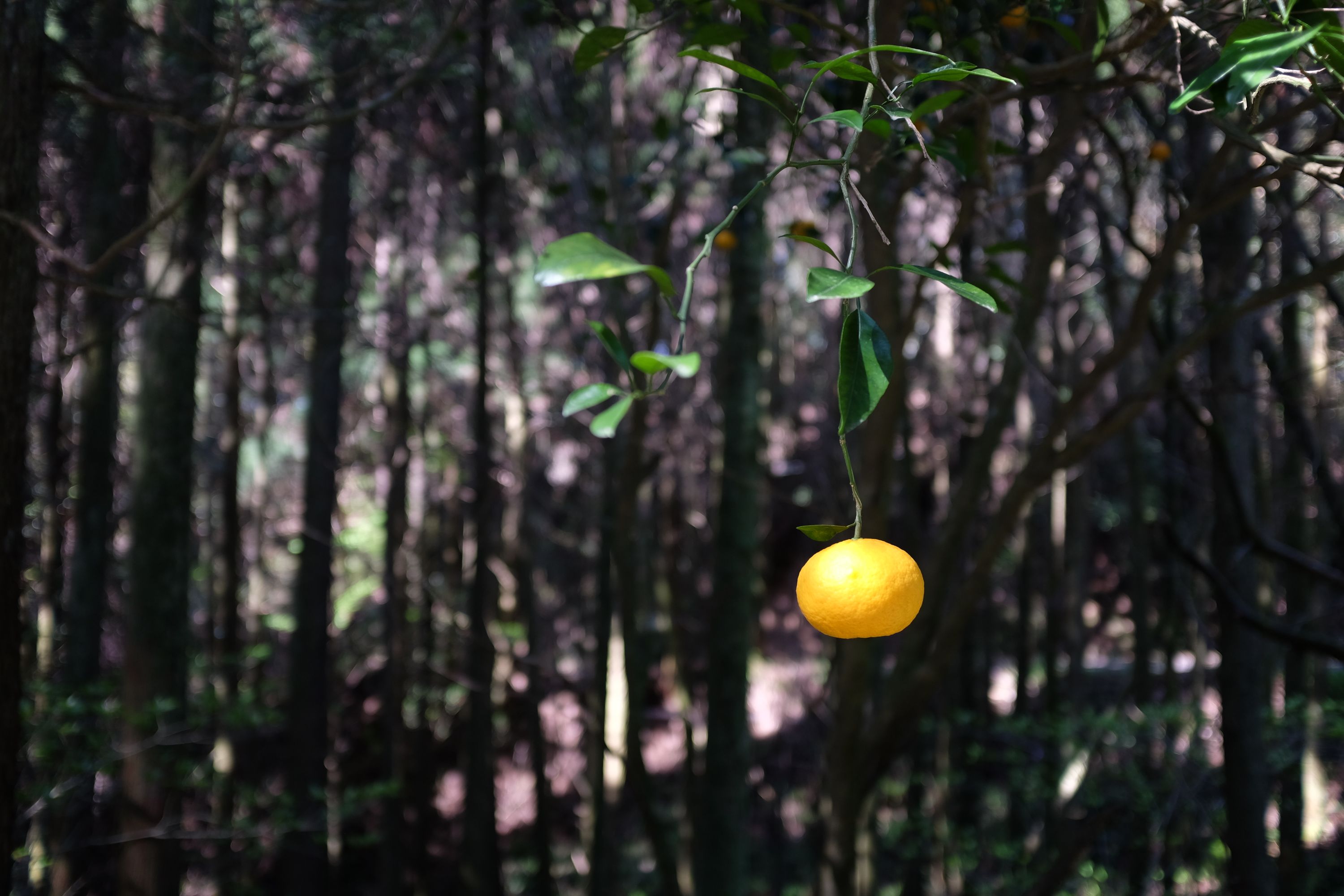 A single orange hangs from the end of a narrow branch.