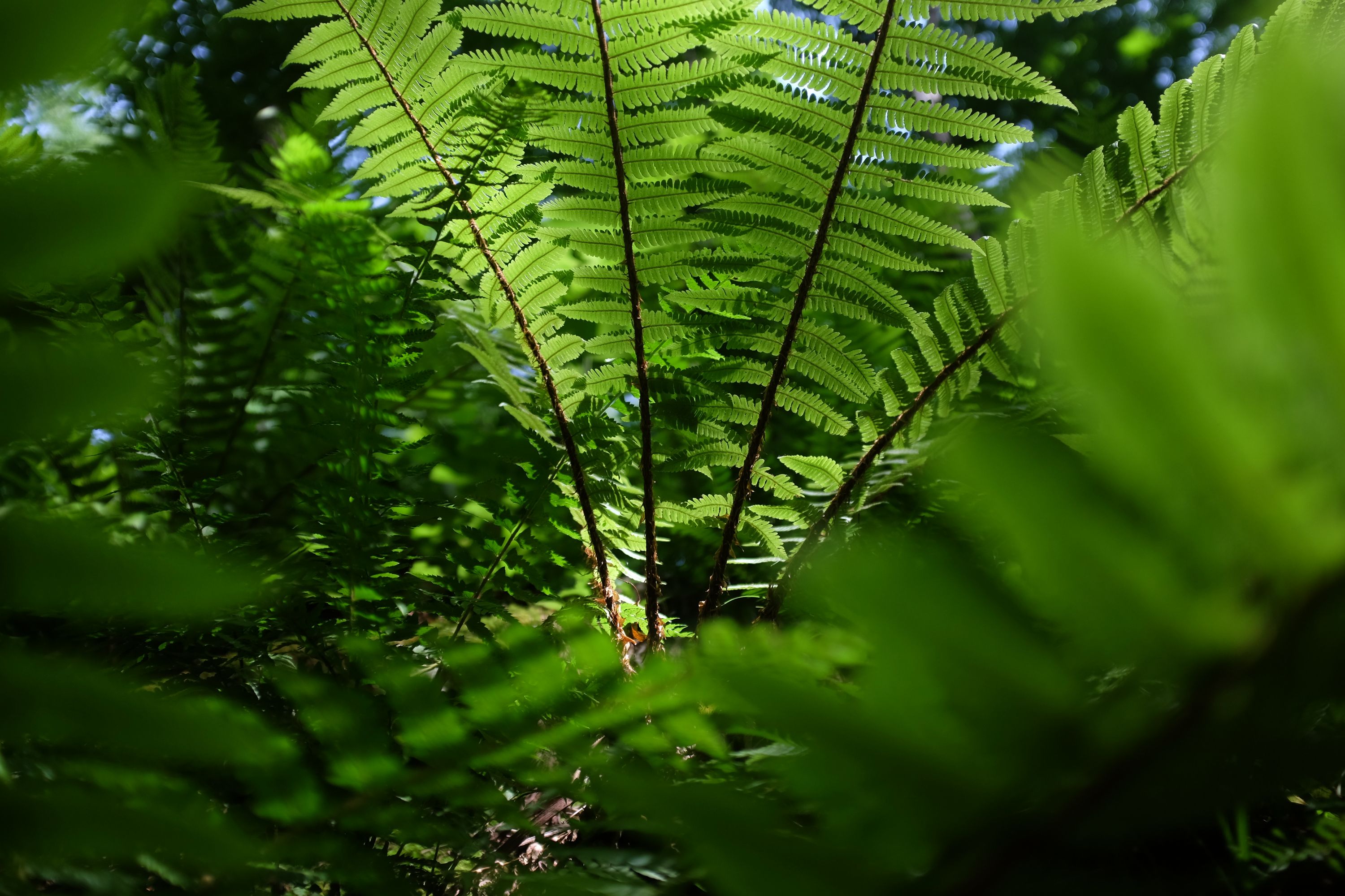 Fronds of a fern backlit by the sun.
