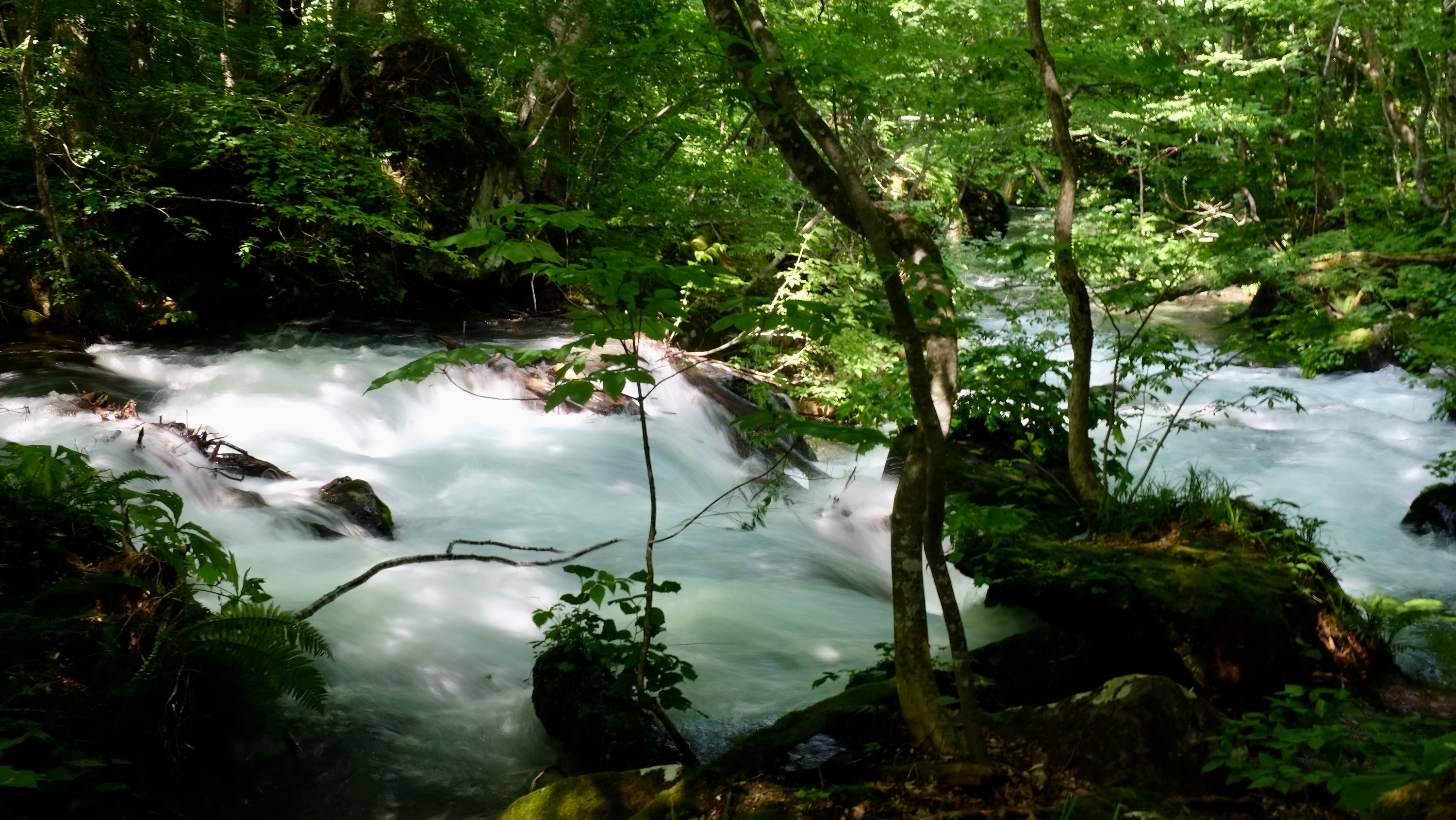A fast-flowing stream in a dark forest captured with a long exposure.