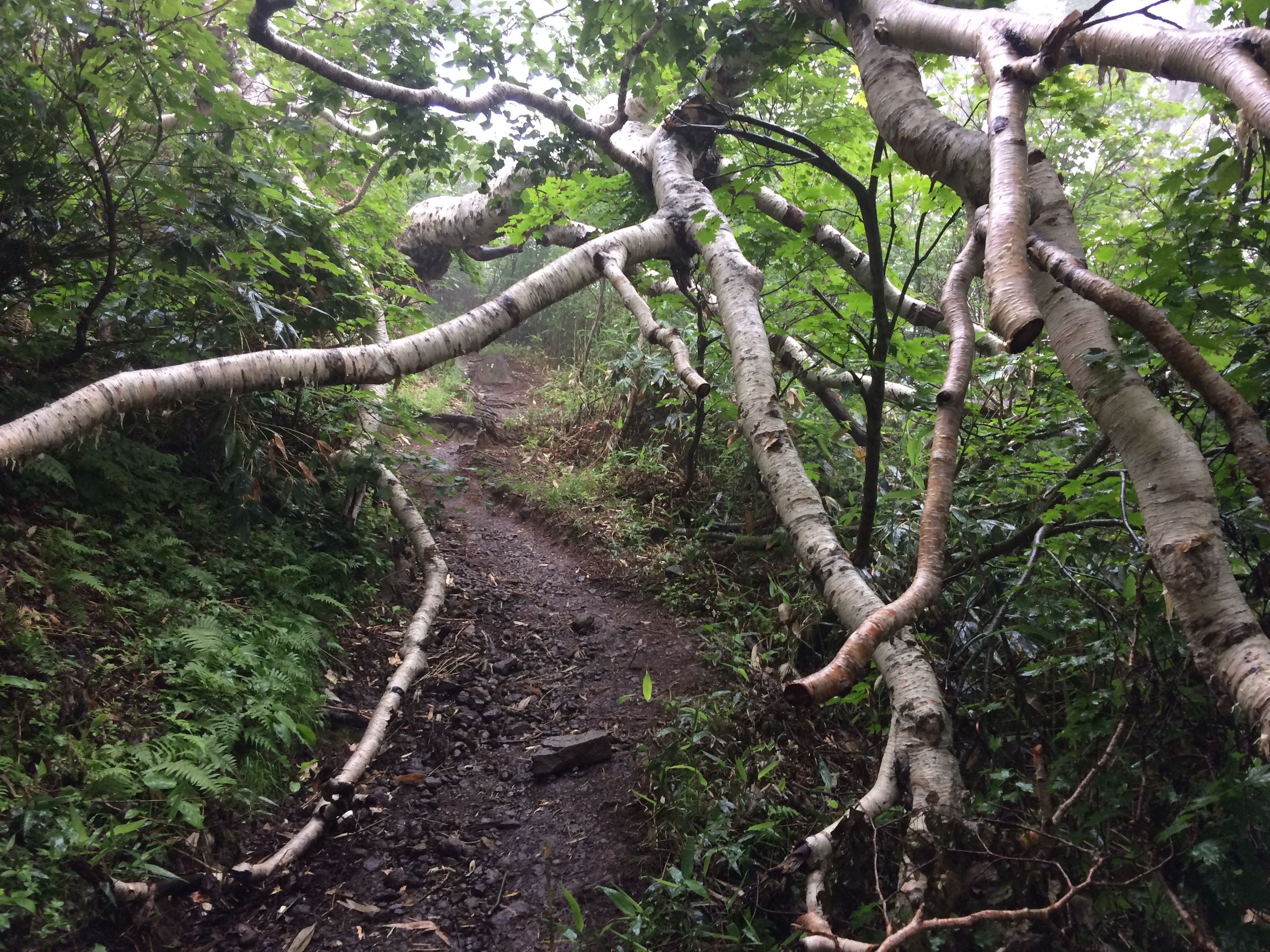 A mountain trail ducks under the gnarled branches of a birch.