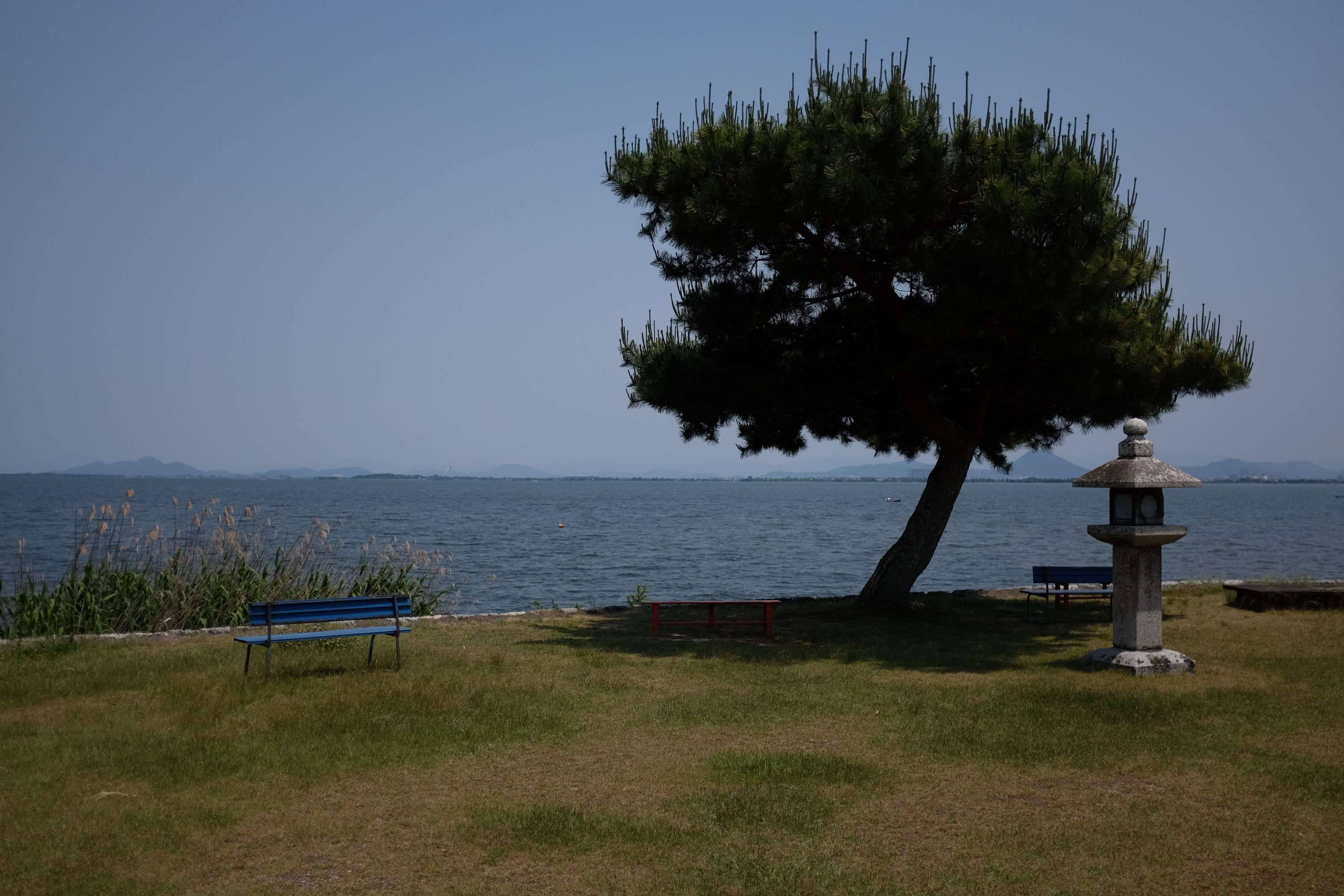 A wind-blown pine tree on a lakeshore.