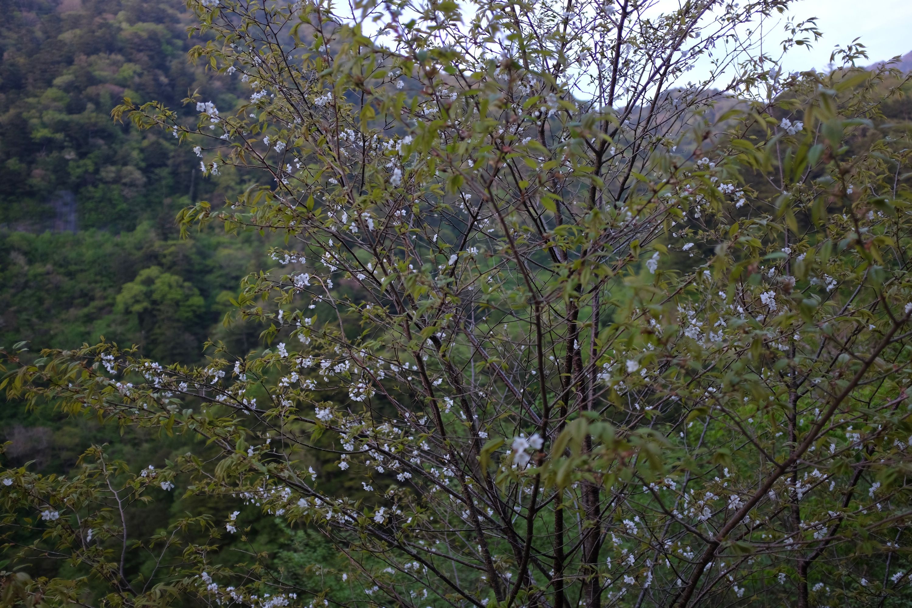 A mountain cherry tree in bloom in the forest.