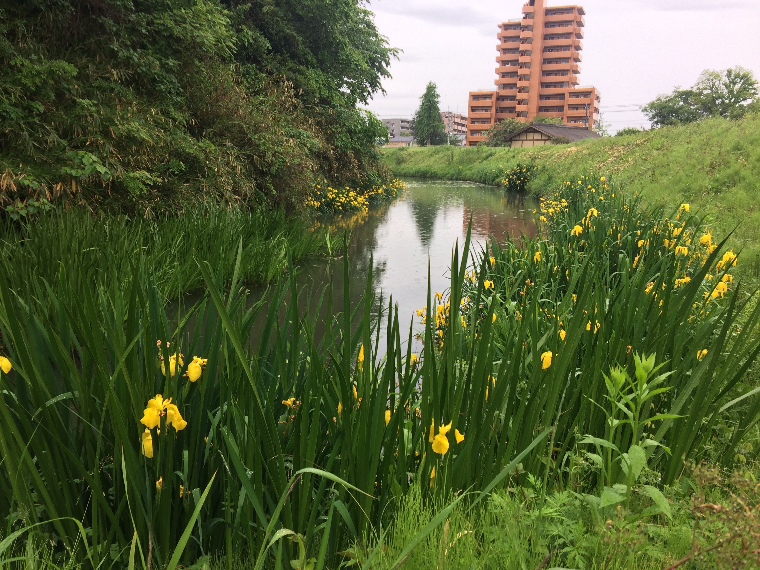 Yellow irises by a pond in a park on a rainy day, with an apartment building in the background.